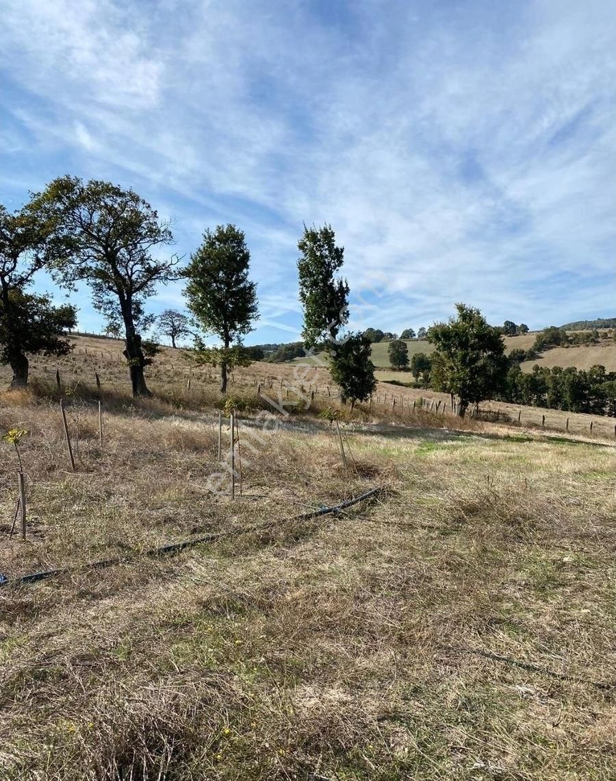 Balıkesir Gönen Kocapınar Mah Ana Yola Cephe 12.731m2 Meyve Bahçemiz Satılık - Görsel 14