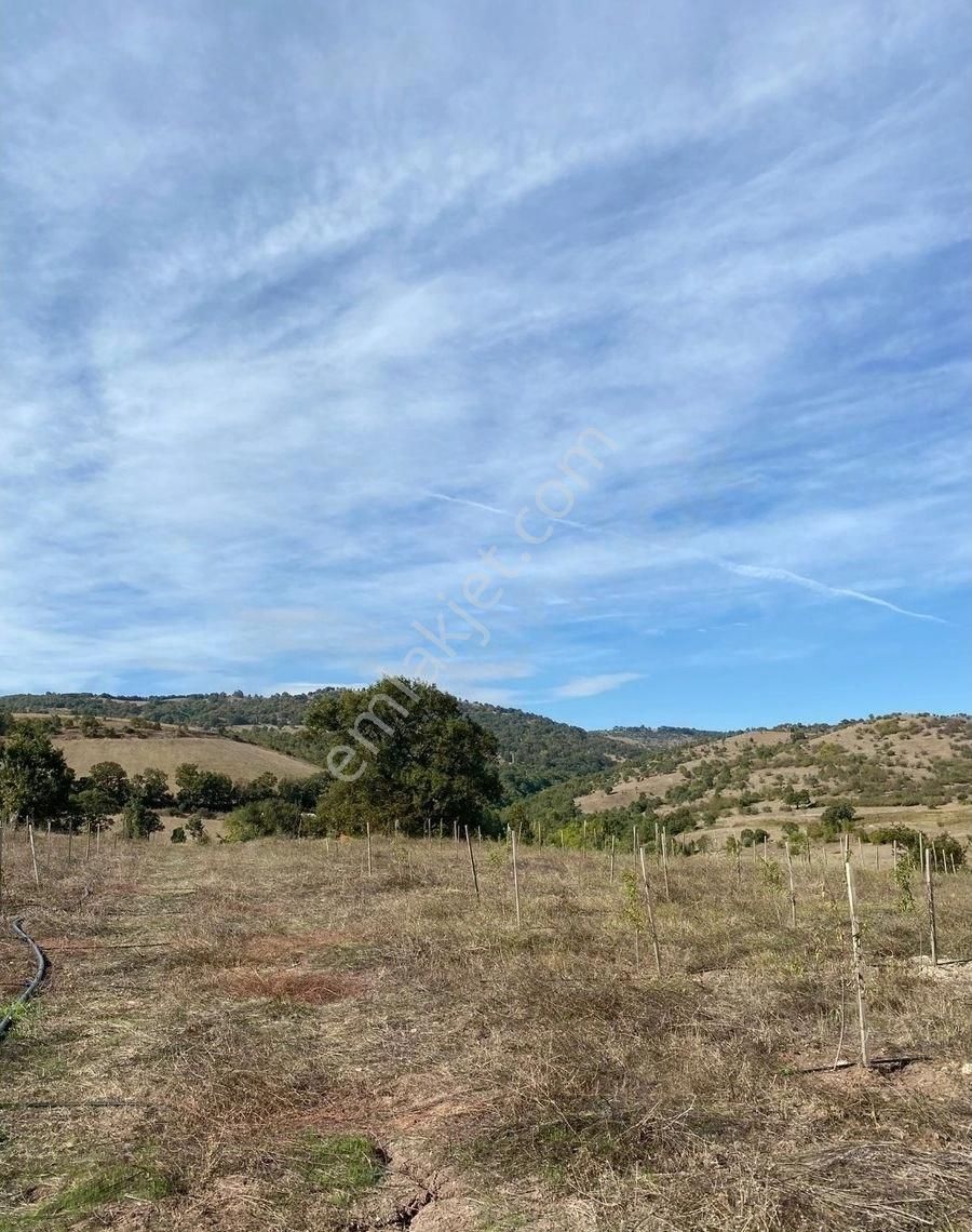 Balıkesir Gönen Kocapınar Mah Ana Yola Cephe 12.731m2 Meyve Bahçemiz Satılık - Görsel 27