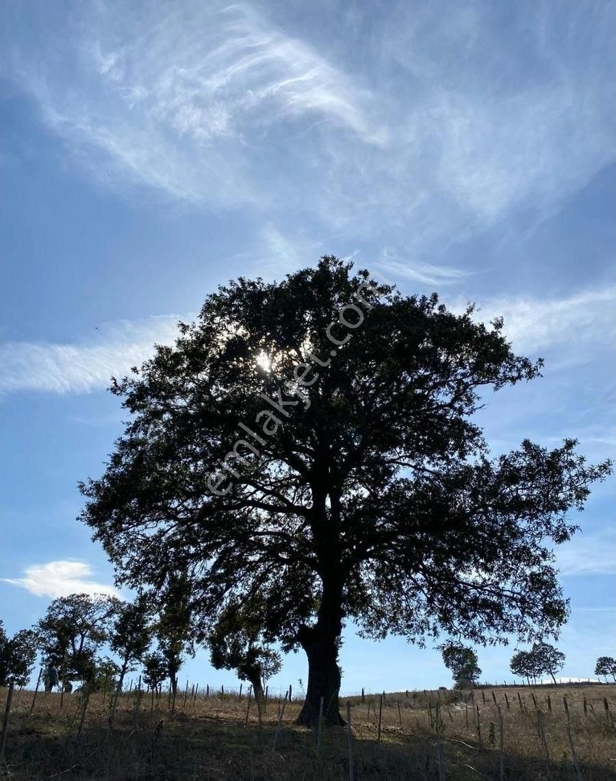 Balıkesir Gönen Kocapınar Mah Ana Yola Cephe 12.731m2 Meyve Bahçemiz Satılık - Görsel 4