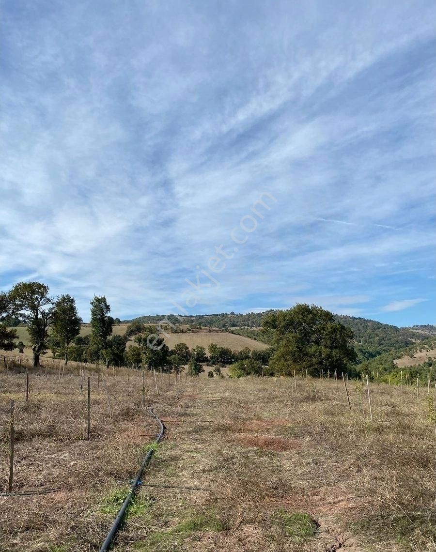 Balıkesir Gönen Kocapınar Mah Ana Yola Cephe 12.731m2 Meyve Bahçemiz Satılık - Görsel 30