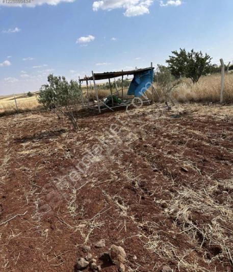 Gaziantep Şahinbey Satılık Bağ & Bahçe Bozca - Şahinbey 'de Satılık Asfalta Sıfır Bağevlik Mükemmel Arazi.