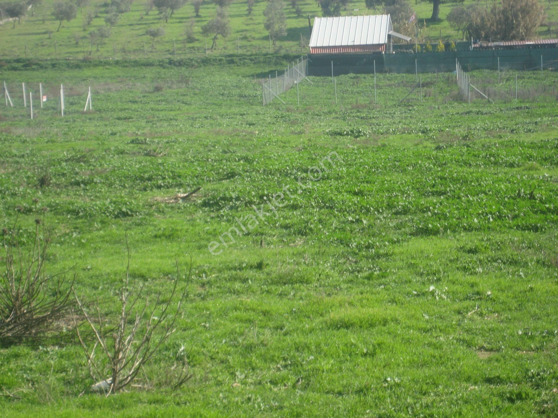 Acil..acil.. Foça Ilıpınarda Yola Cepheli 1483 M2 Yatırımlık Arazi - Görsel 7