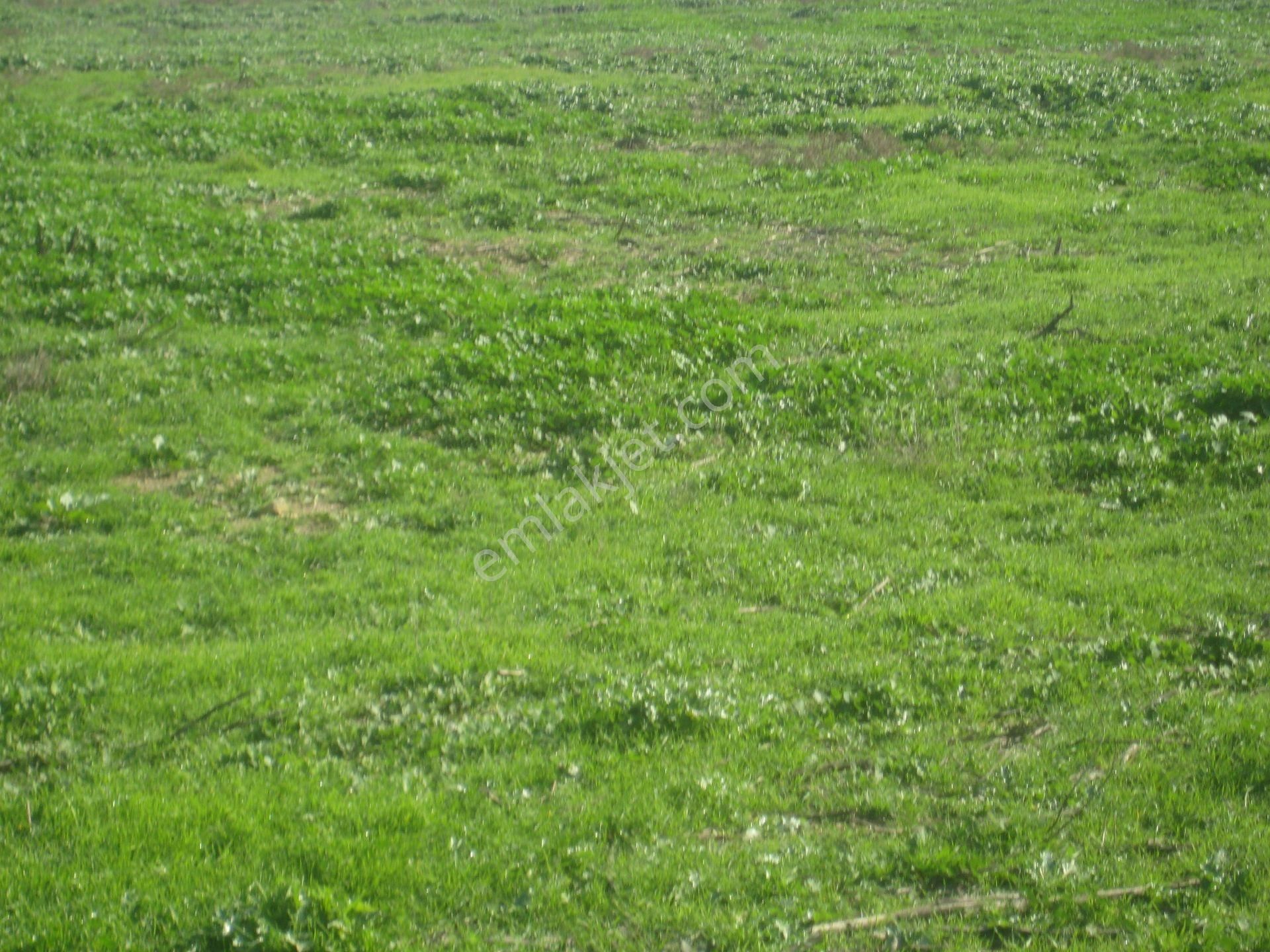 Acil..acil.. Foça Ilıpınarda Yola Cepheli 1483 M2 Yatırımlık Arazi - Görsel 9