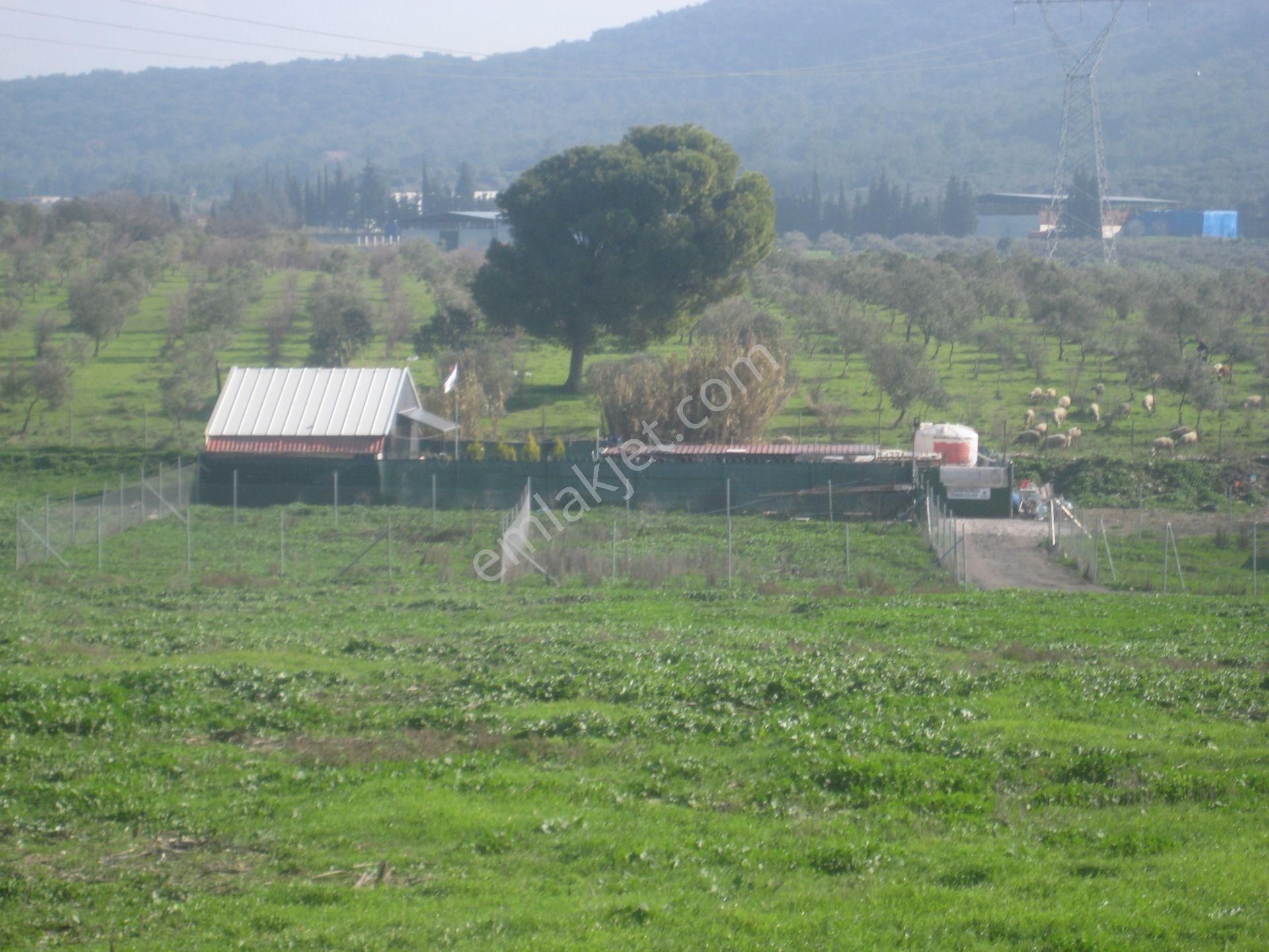 Acil..acil.. Foça Ilıpınarda Yola Cepheli 1483 M2 Yatırımlık Arazi - Görsel 13