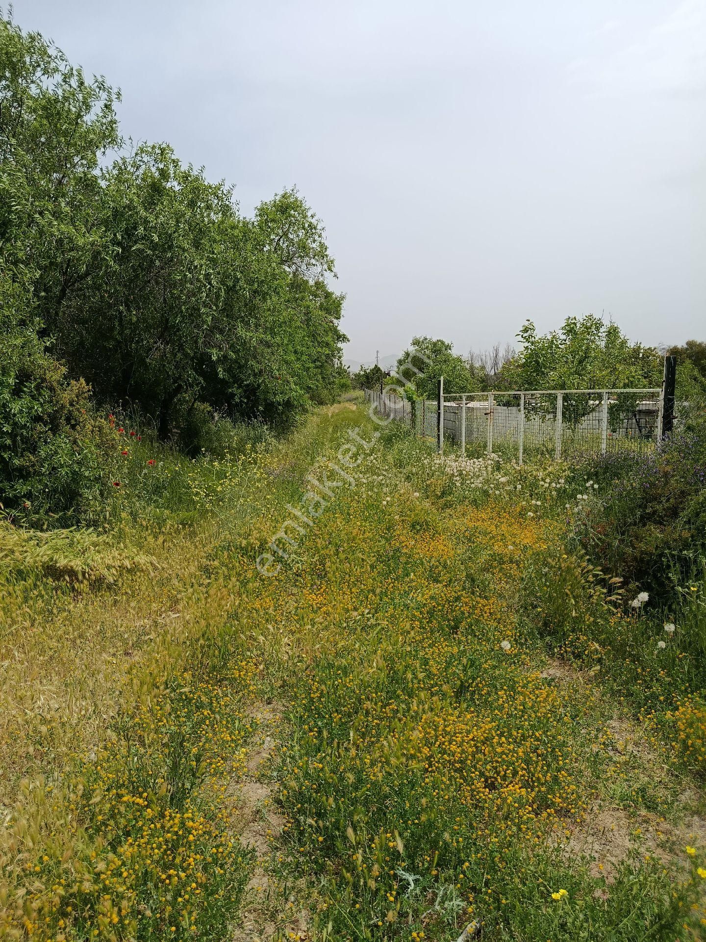 Denizli Acıpayam Yeşilyuva'da Satılık Ceviz Bahçesi