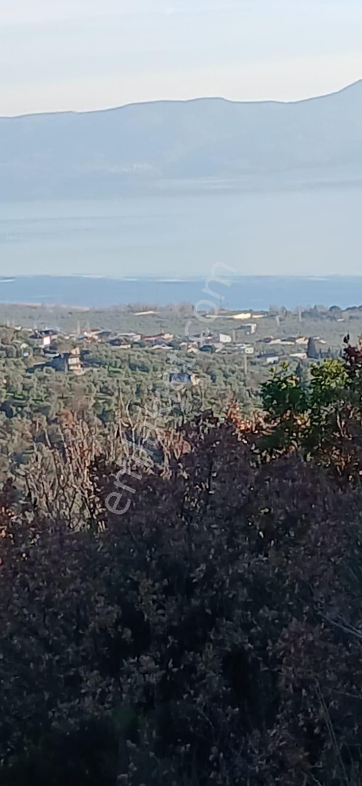Çakırlı Da İznik Gölü Manzaralı Zeytinlik - Görsel 10