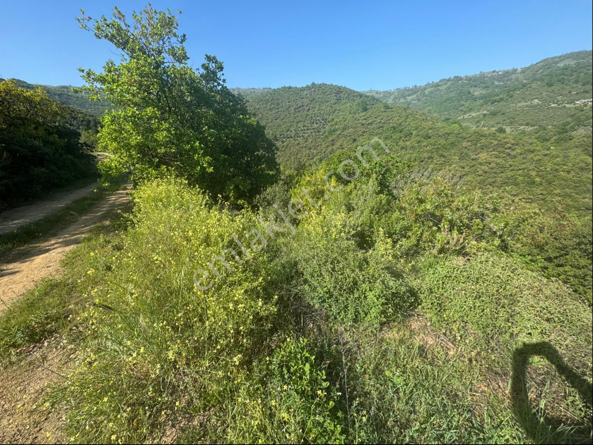 Çakırlı Da İznik Gölü Manzaralı Zeytinlik - Görsel 17