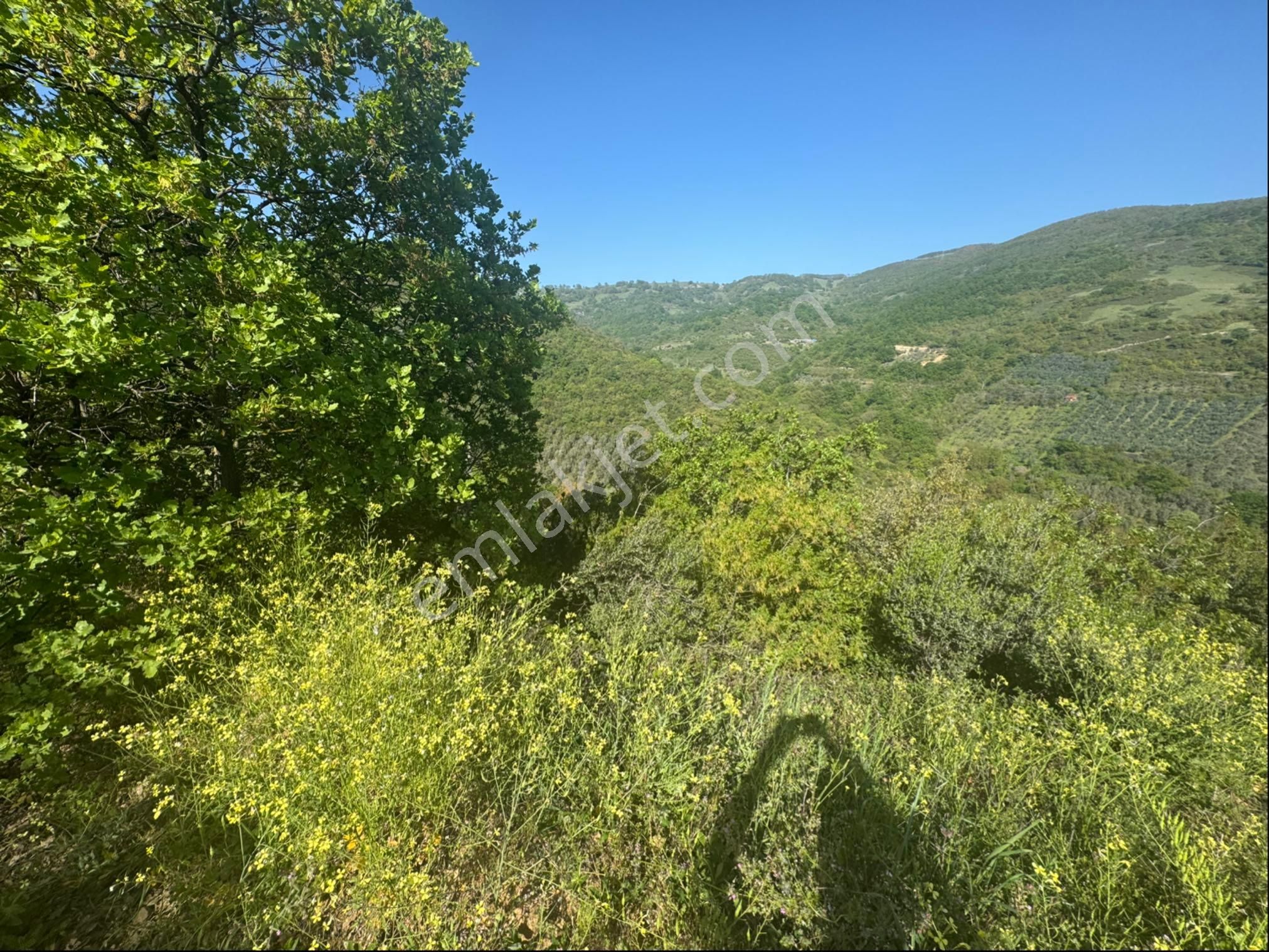 Çakırlı Da İznik Gölü Manzaralı Zeytinlik - Görsel 18