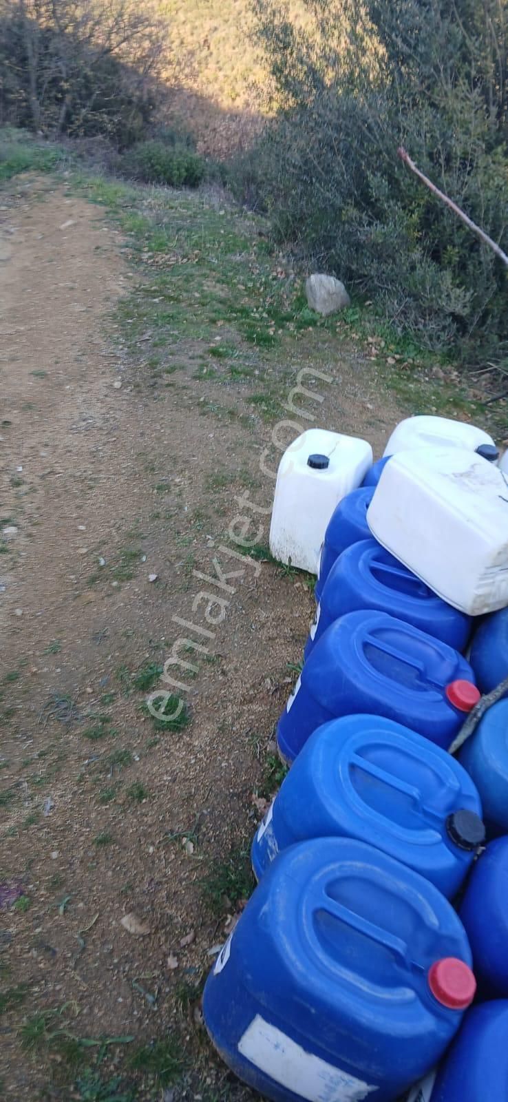 Çakırlı Da İznik Gölü Manzaralı Zeytinlik - Görsel 6