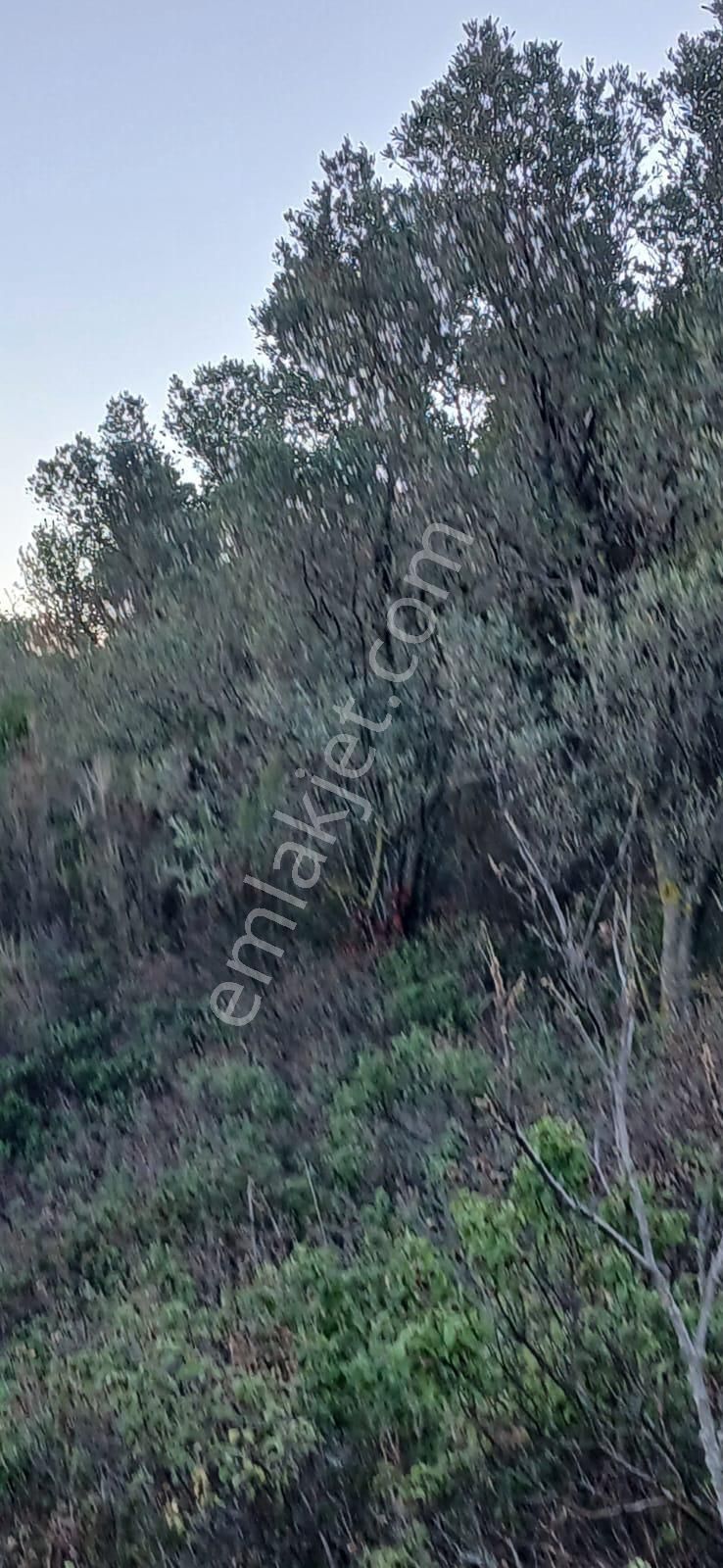 Çakırlı Da İznik Gölü Manzaralı Zeytinlik - Görsel 13