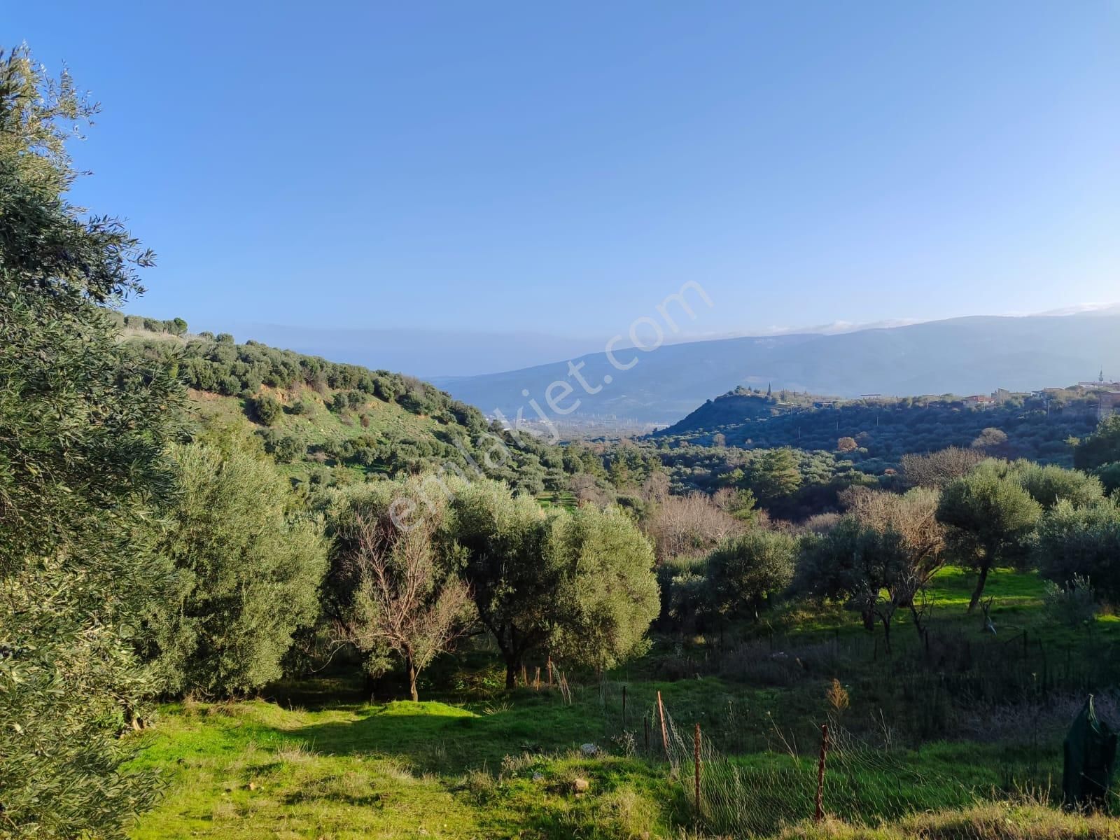 Karacasu Çamköy Satılık Tarla Aydın'da Mükemmel Konumda İmarlı Zeytin Bahçesi 1.245 M2