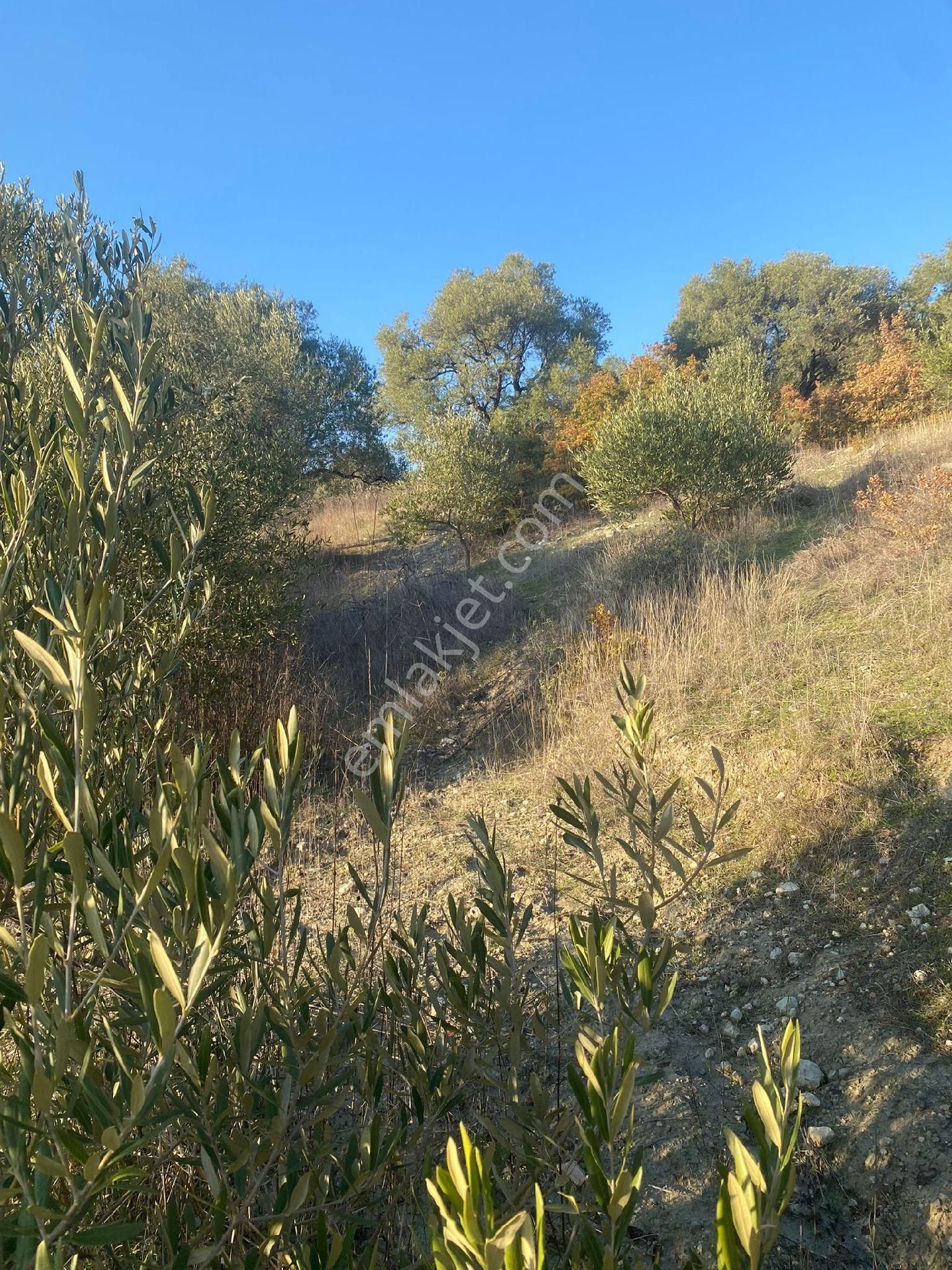 Şehzadeler Kalemli Satılık Tarla Satılık Tarla Manisa Şehzadeler Kalemli Köyünde