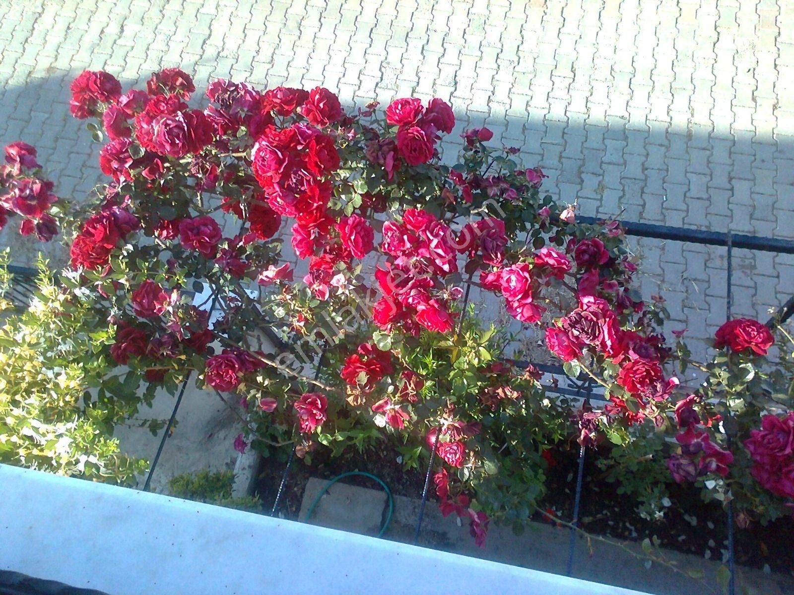 Rota Köyceğiz Gayrimenkul'den Didim'de Deniz Manzaralı Komple Satılık Bina (2 Adet 2+1 Daire) - Görsel 22