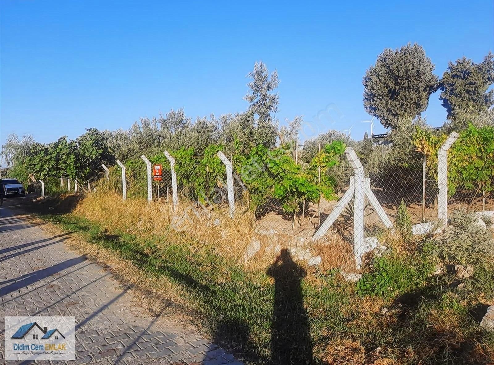 Didim Ak Yeniköy Satılık Konut İmarlı Aydın Didim Akyeniköy - Köyiçinde Satılık 30-60 İmarlı Arsa