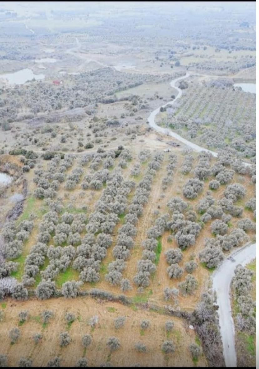 Torbalı Saipler Satılık Zeytinlik İzmir Torbalı Gold Emlaktan Satılık Çok Bakımlı Zeytinlik