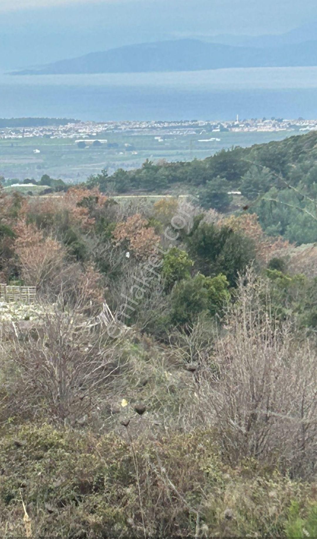 Söke Ağaçlı Satılık Tarla Söke Ağaçlı Köyün'de Full Deniz Manzaralı Zeytinli Tarla