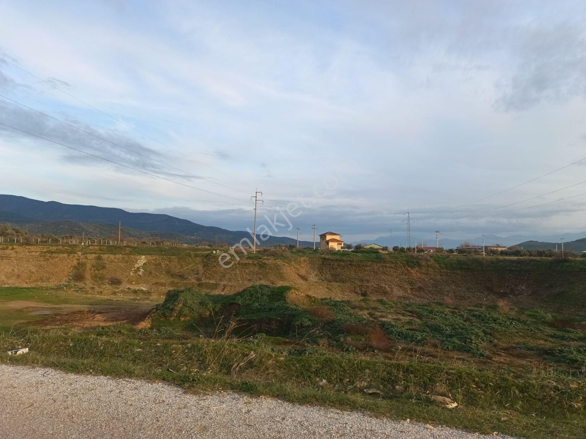 İzmir Torbalı Gold Emlaktan Satılık Harika Zeytin Bahçesi - Görsel 5