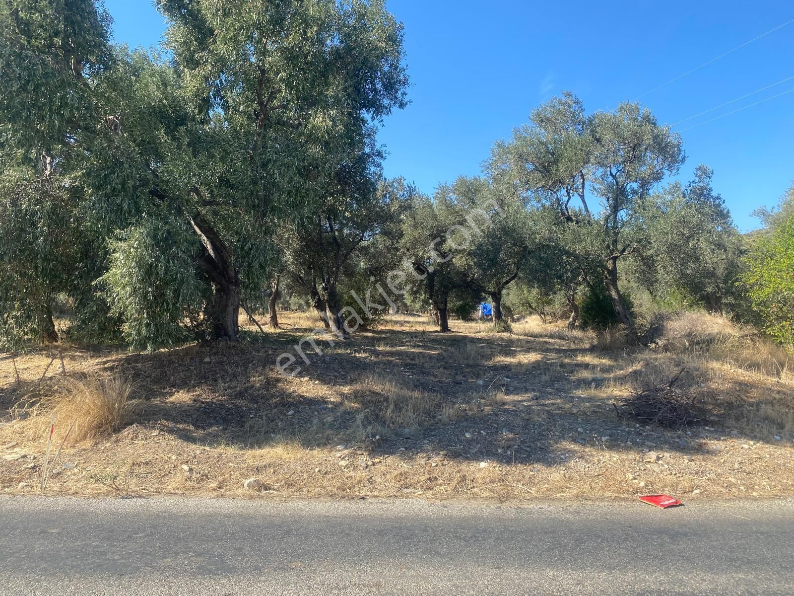 İzmir Torbalı Gold Emlaktan Satılık Harika Zeytin Bahçesi - Görsel 10