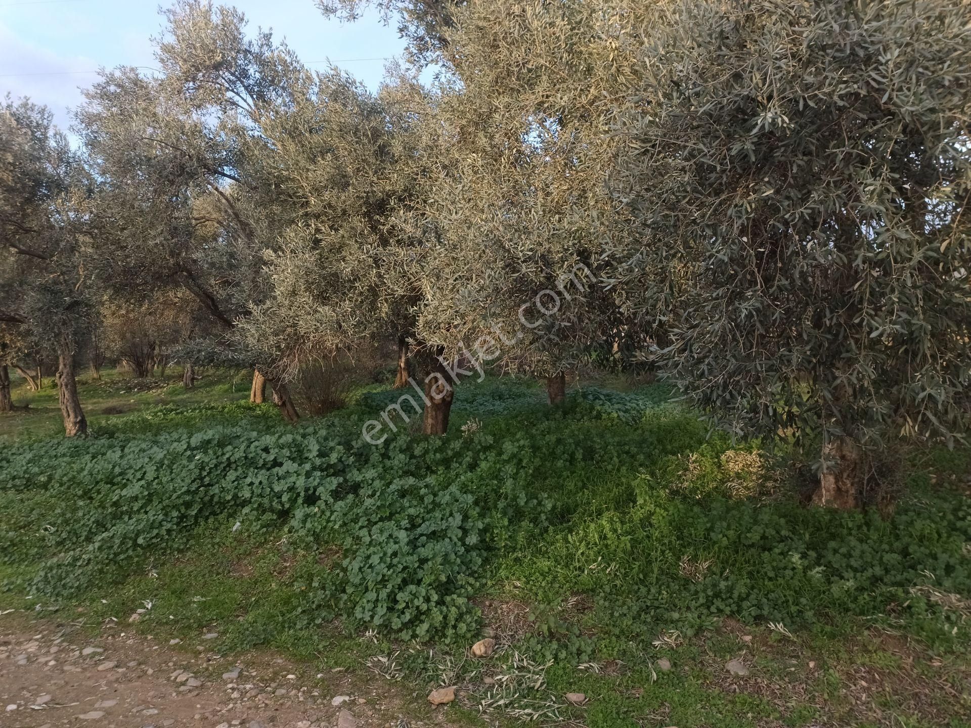 İzmir Torbalı Gold Emlaktan Satılık Harika Zeytin Bahçesi - Görsel 6