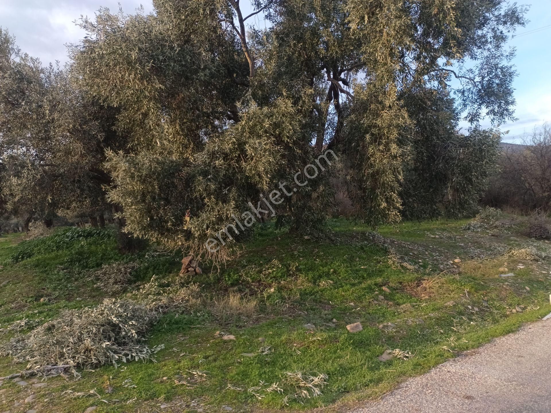 Bayındır Buruncuk Satılık Bağ & Bahçe İzmir Torbalı Gold Emlaktan Satılık Harika Zeytin Bahçesi