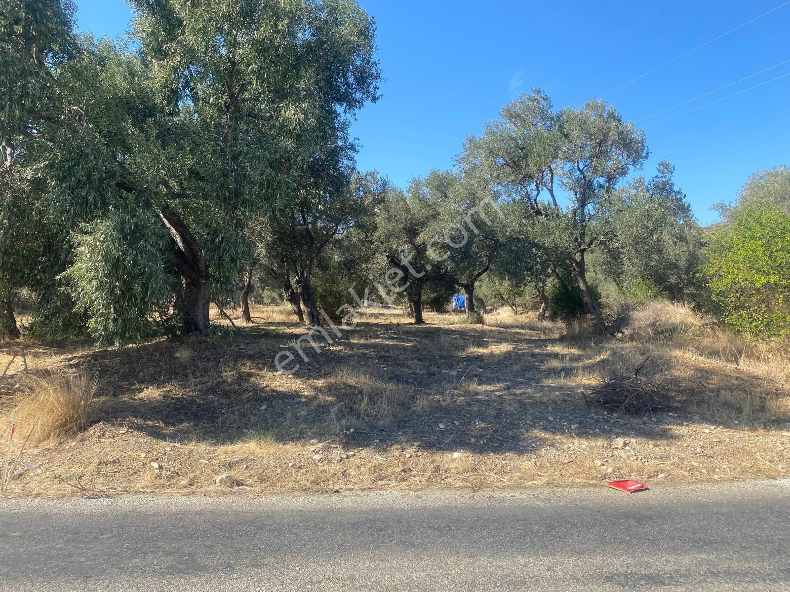 İzmir Torbalı Gold Emlaktan Satılık Harika Zeytin Bahçesi - Görsel 9