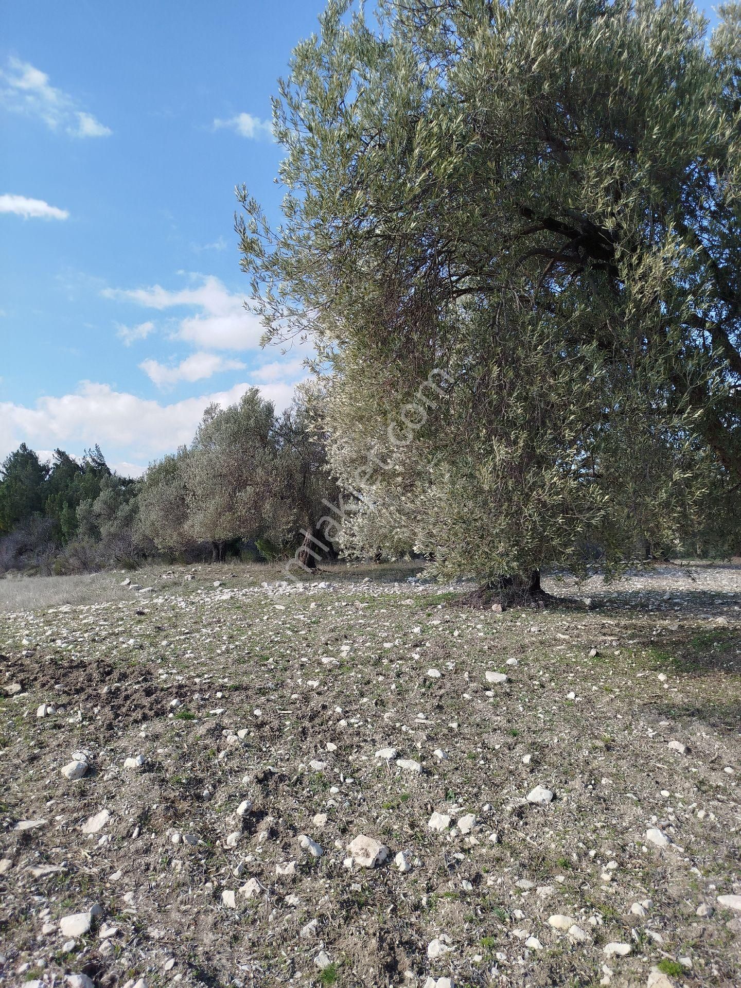 Soma Karacakaş Satılık Tarla Karacakaş Köyü Satılık Tarlalar