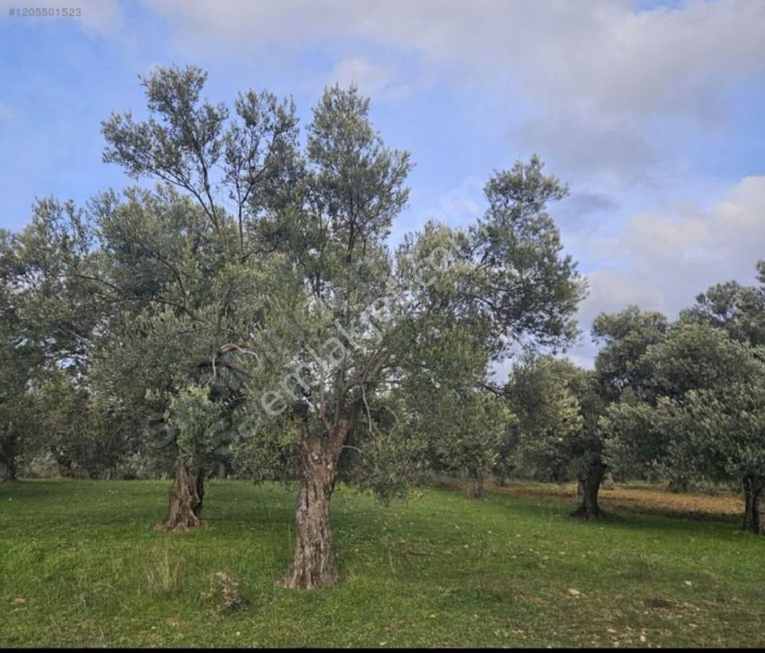 Alp Gayrimenkulden Satılık Zeytin Bahçesi - Görsel 3