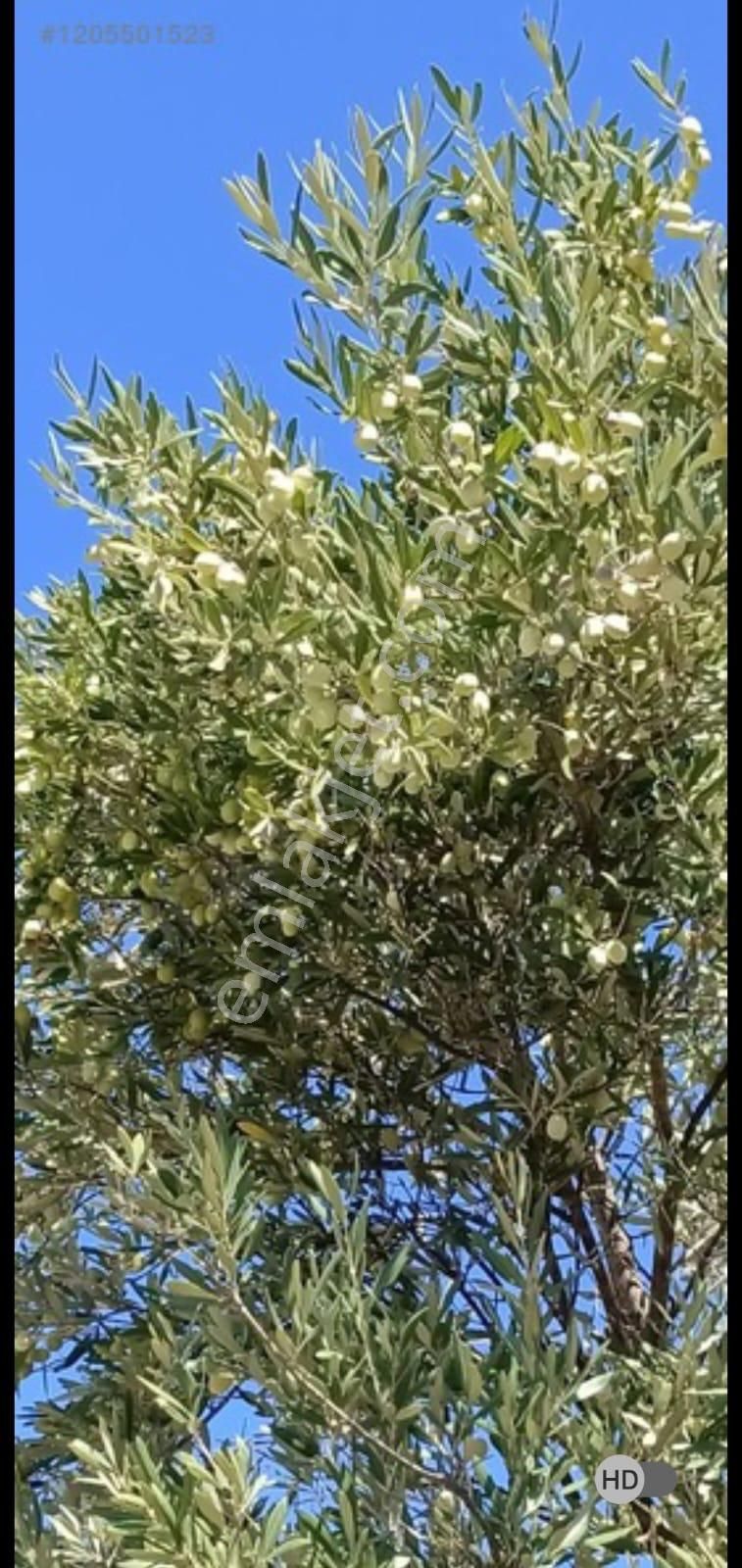 Alp Gayrimenkulden Satılık Zeytin Bahçesi - Görsel 5