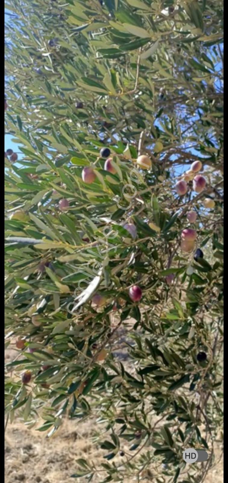 Alp Gayrimenkulden Satılık Zeytin Bahçesi - Görsel 9