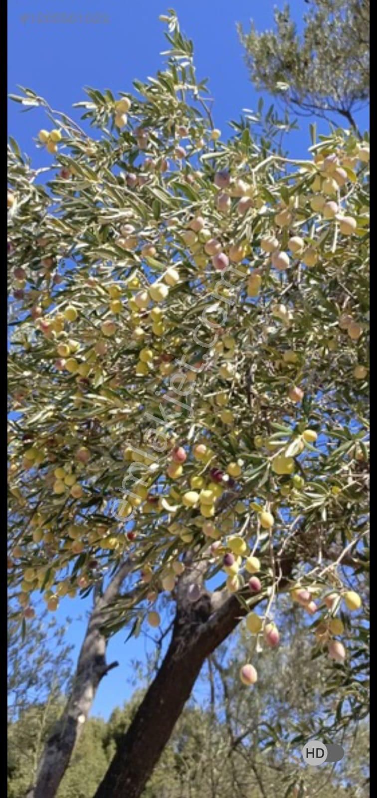 Alp Gayrimenkulden Satılık Zeytin Bahçesi - Görsel 6