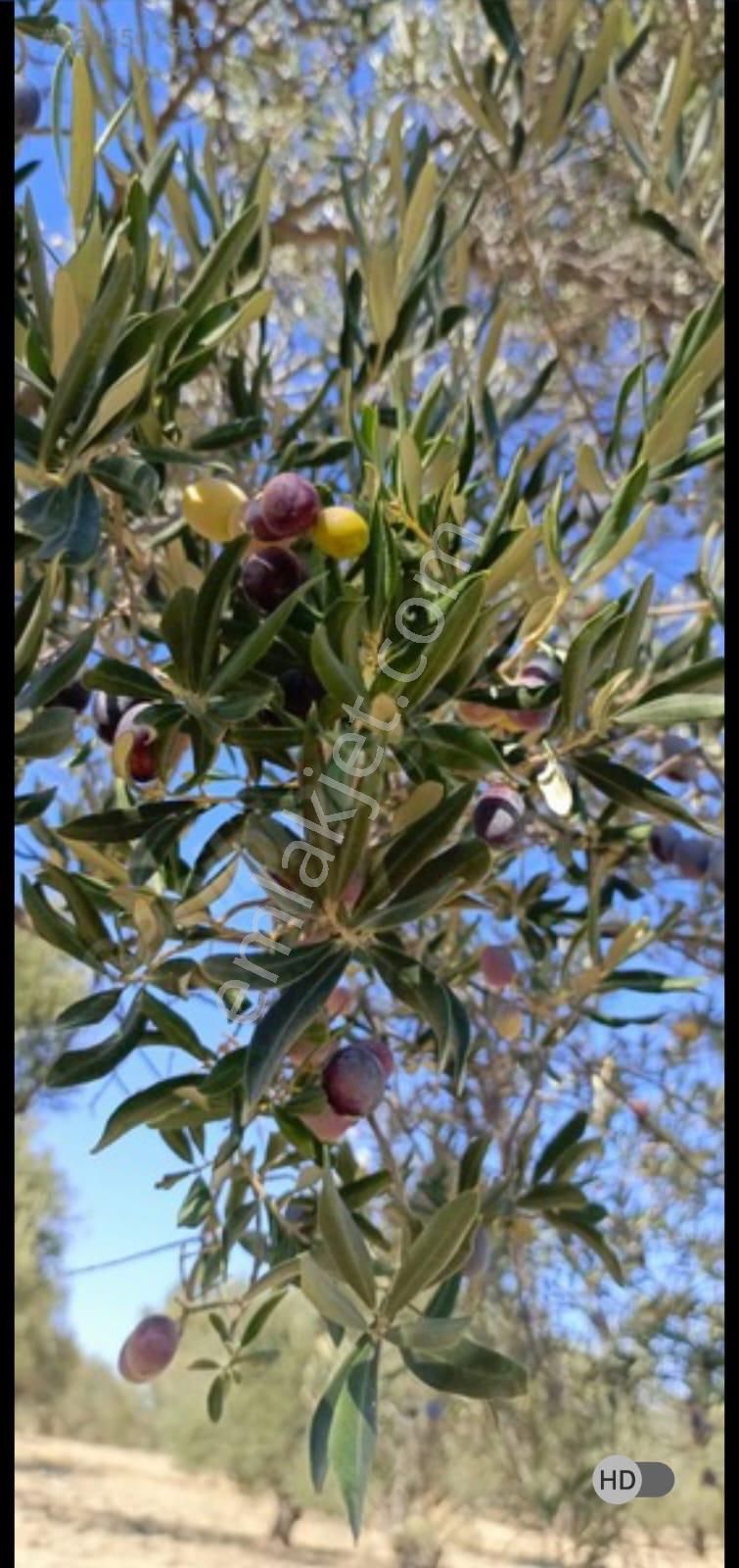 Alp Gayrimenkulden Satılık Zeytin Bahçesi - Görsel 2