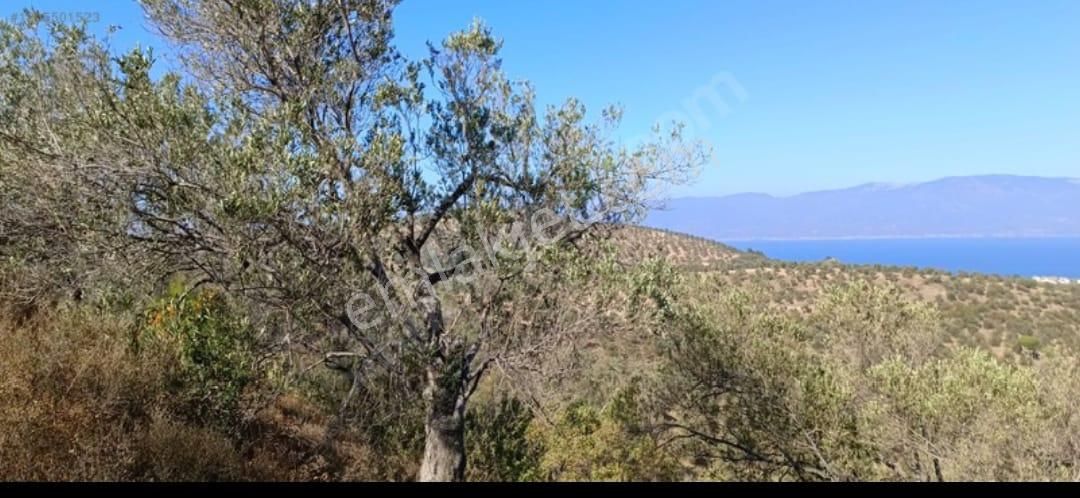 Alp Gayrimenkulden Satılık Zeytin Bahçesi - Görsel 11