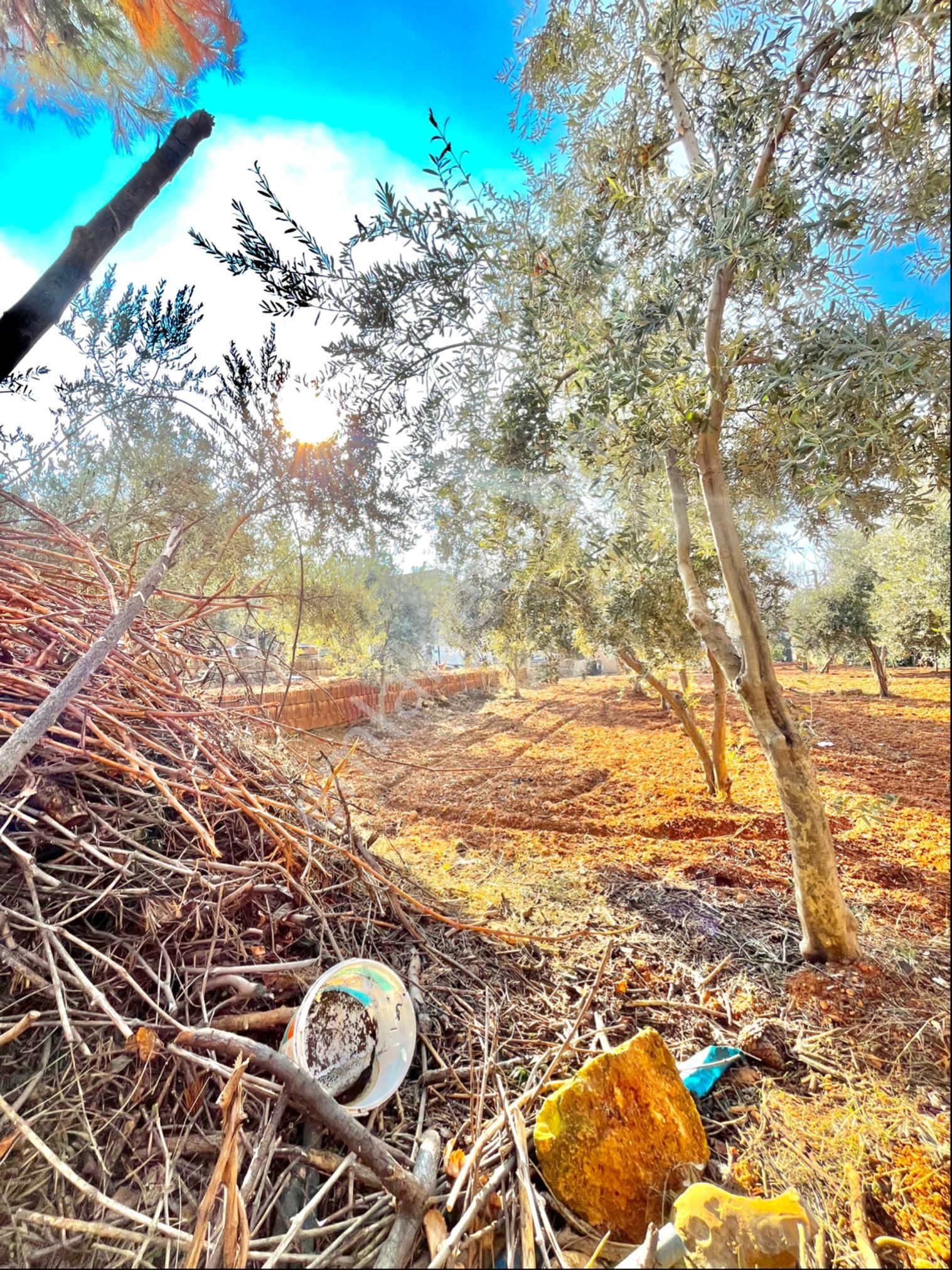 Çakır’dan Akbulut’ta Satılık Bağ Evi Net 1.233 Mt A2 İmarlı - Görsel 17