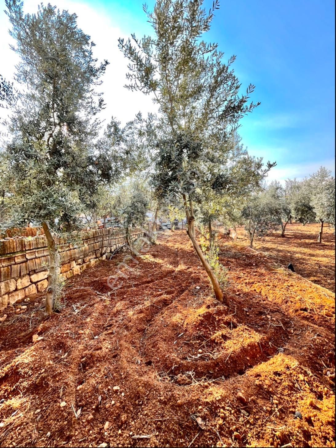 Çakır’dan Akbulut’ta Satılık Bağ Evi Net 1.233 Mt A2 İmarlı - Görsel 16
