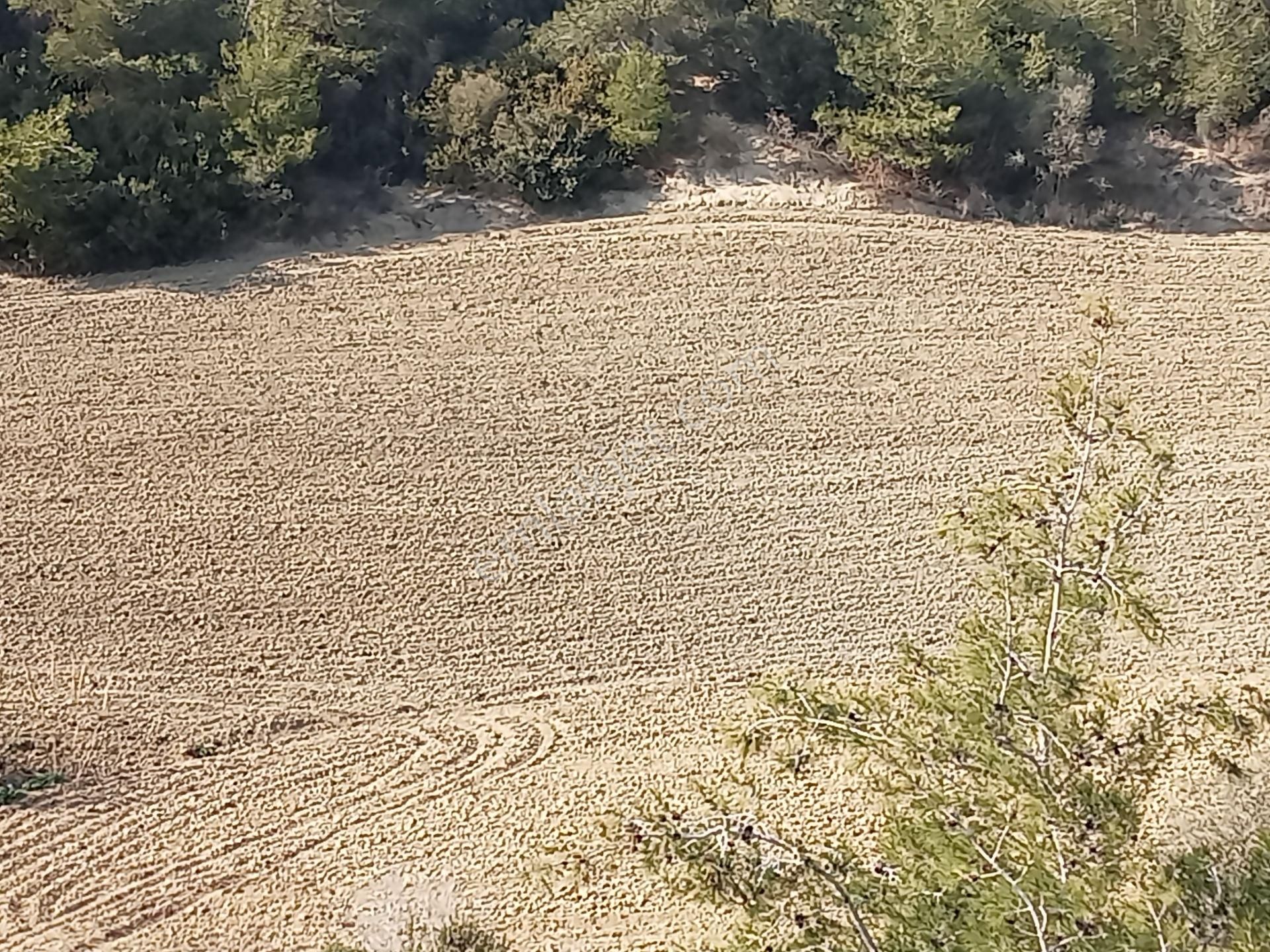 Sarıçam Kılıçlı Satılık Tarla Sarıçam Kılıçlı Müstakil Tek Tapu 12 Dekar Tarla