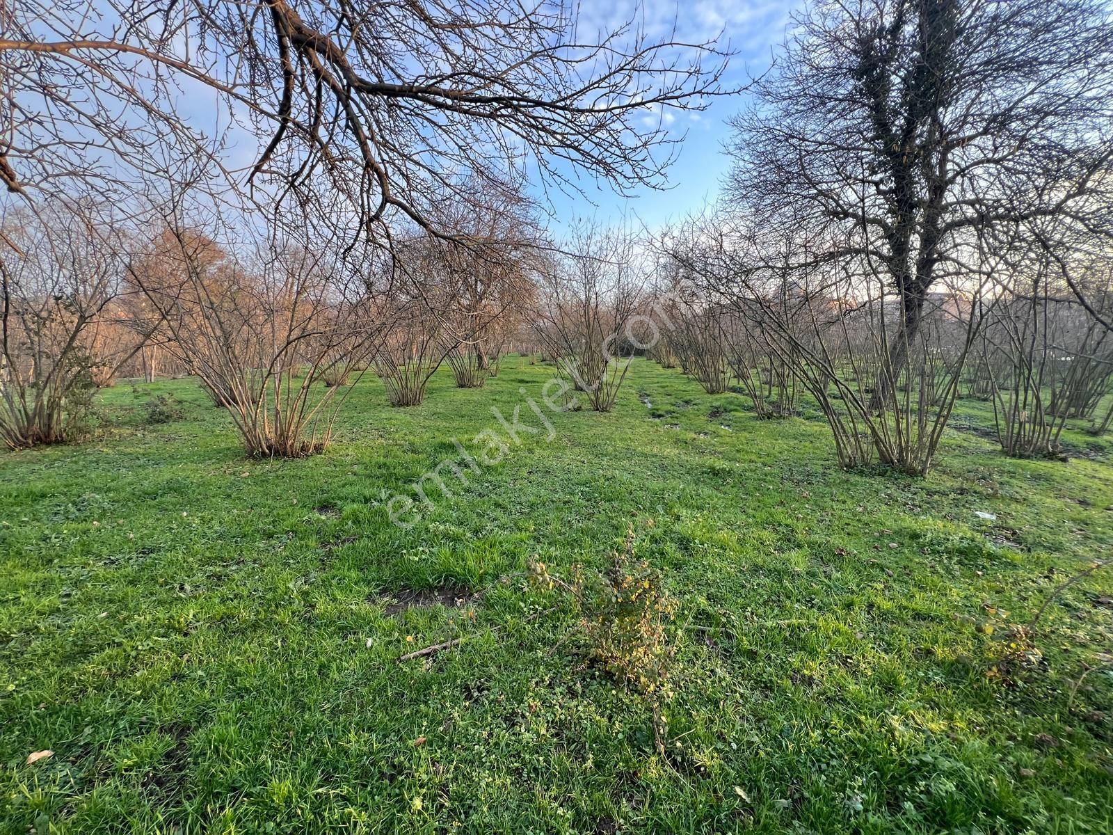 Karasu Limandere Satılık Tarla Limander'e Merkeze 150 Metrede Olan Satılık Tarla