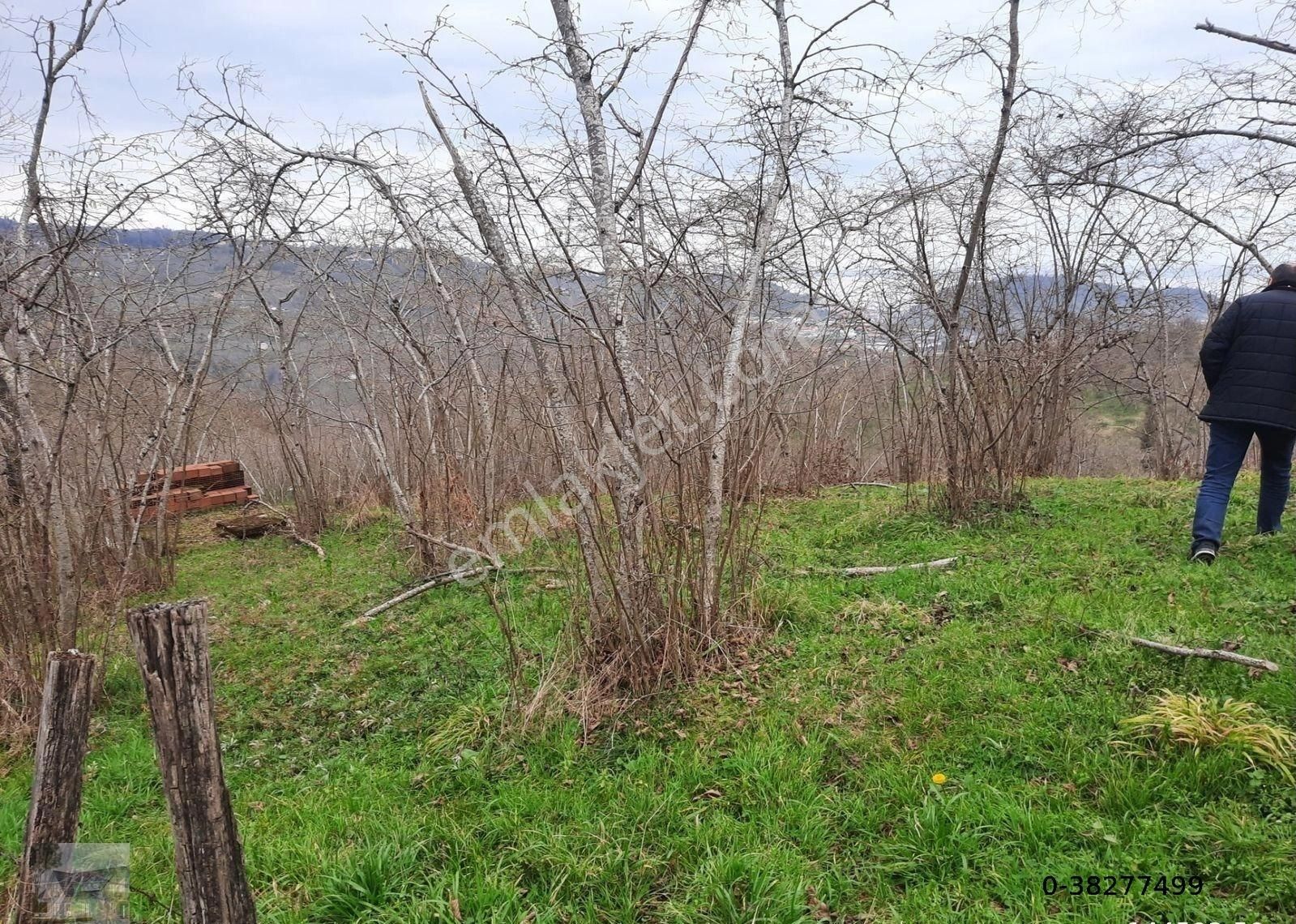 Giresun Merkez Çiçekli Köyü (Camiyanı) Satılık Bağ & Bahçe Çiçekli Köyünde 4 Dönüm Deniz Manzaralı Arsa