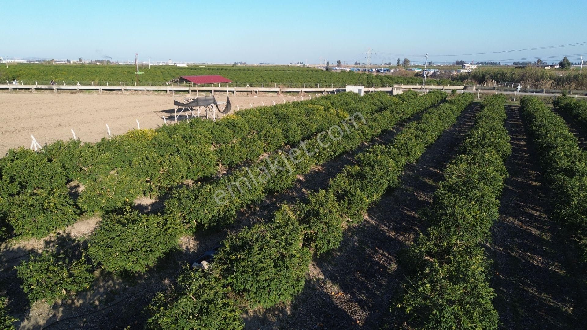 Tarsus Yüksek Satılık Tarla Tekfur Mahallesinde Tarsus Ck Emlak'tan 13.254 M2 Satılık Tarla