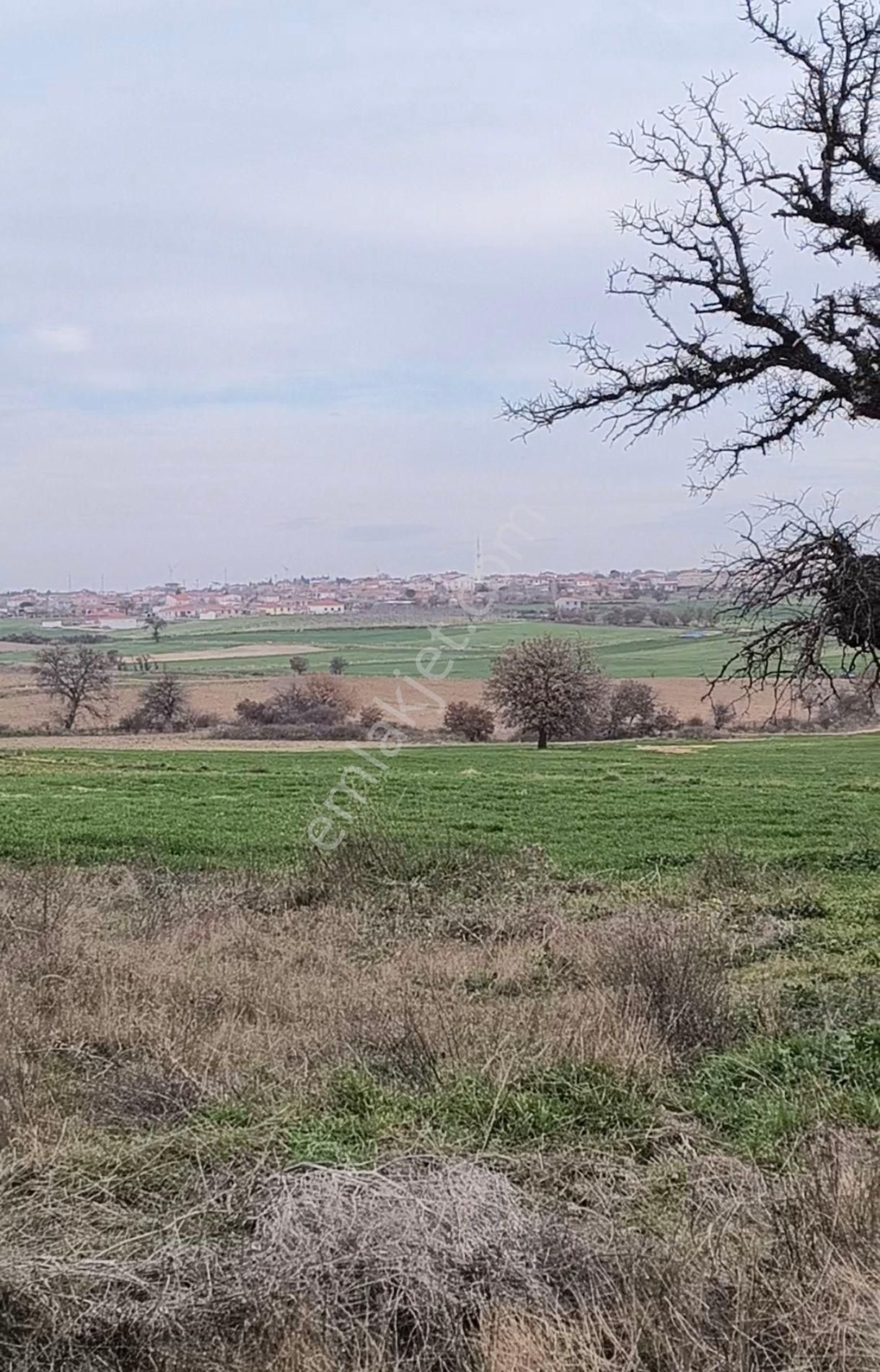 Enez Büyükevren Köyü Satılık Tarla Ege Emlaktan Büyükevren Bağlık Mevkiinde Satılık Tek Tapu