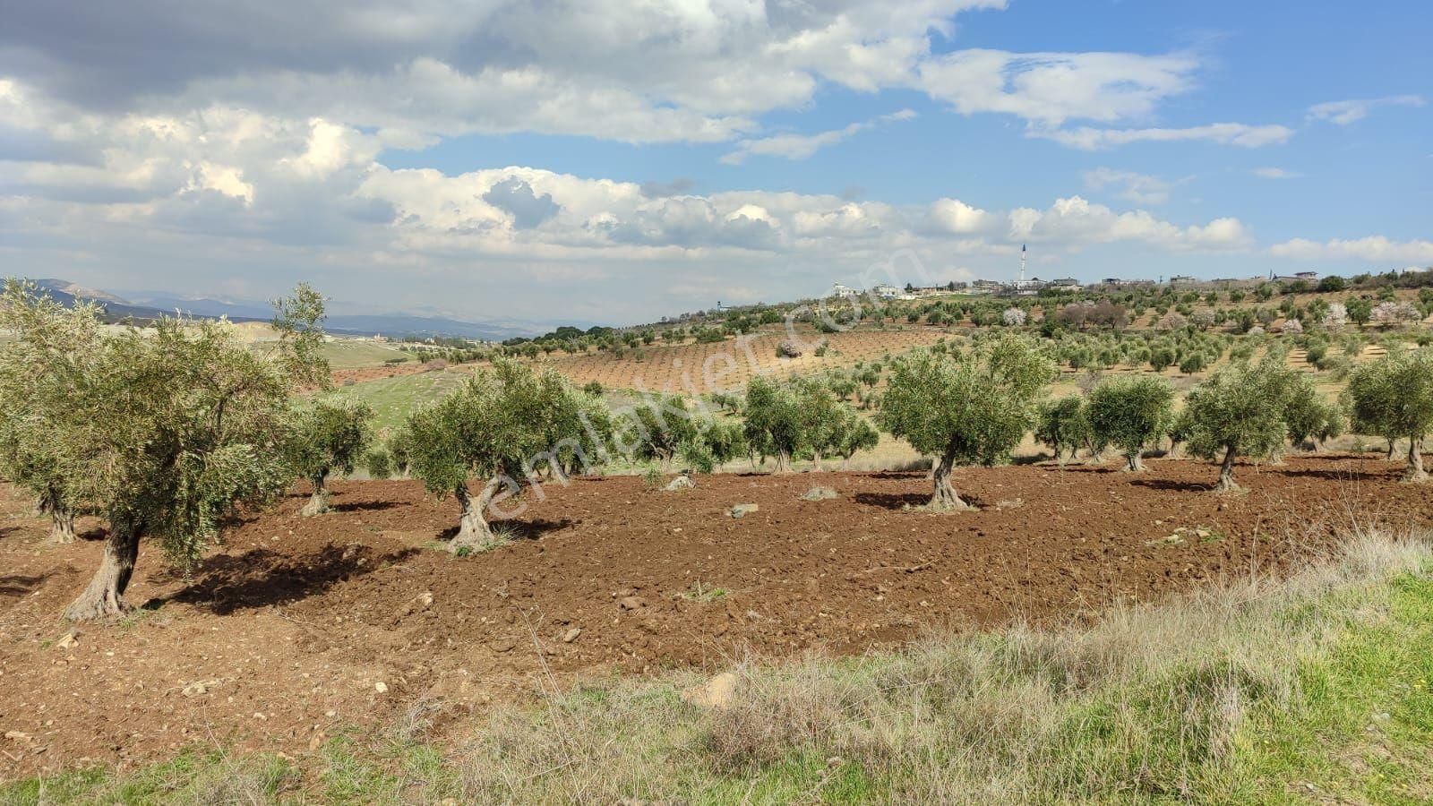 Musabeyli Zeytinbağı Köyü Satılık Tarla Kilis Musabeyli Köyünde Yatırımlık Zeytin Tarlası