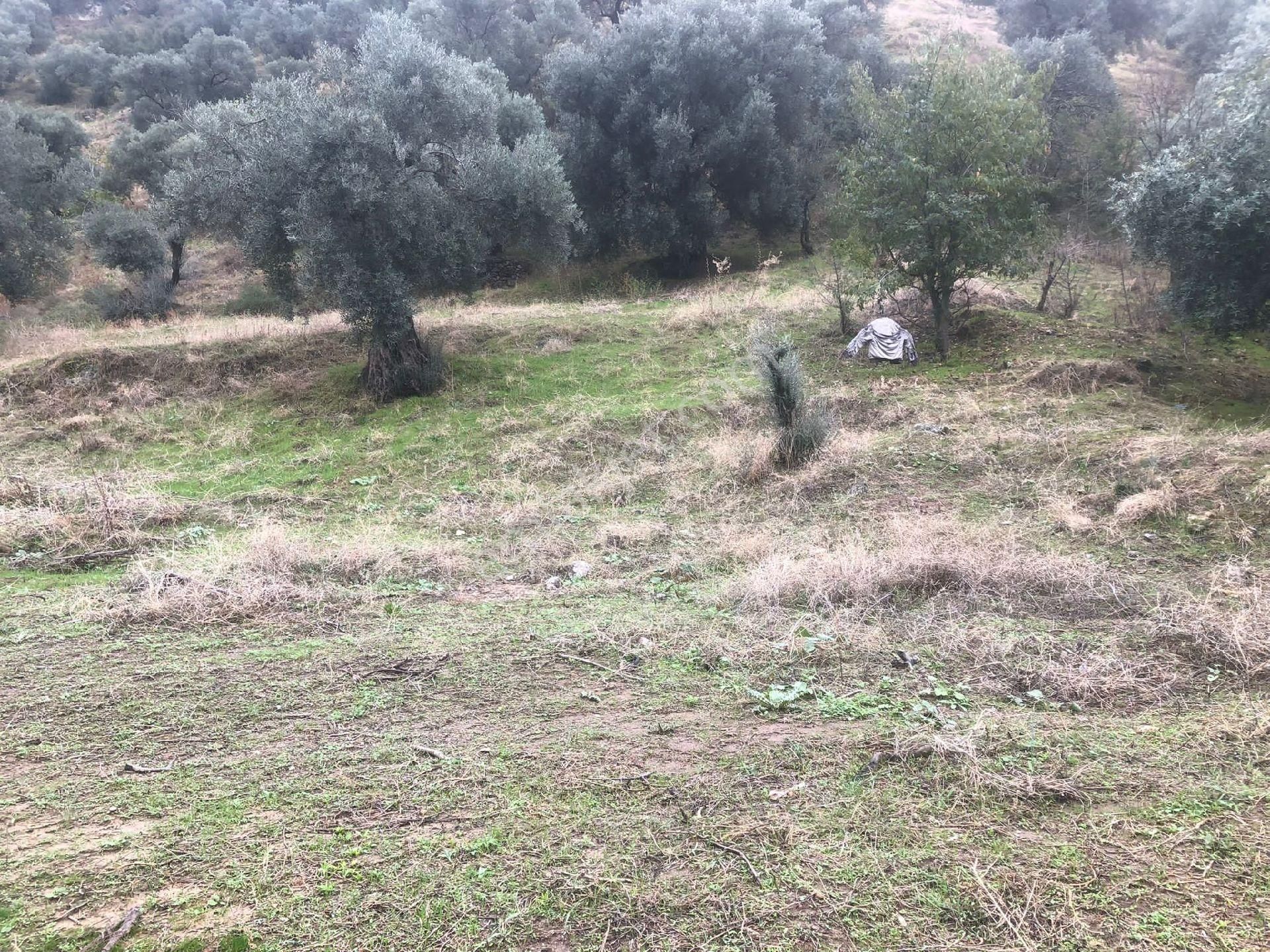 Nazilli İsabeyli Satılık Zeytinlik Nazilli Sehir Gayrimenkul'den İsabeylide Yesilderede Satilik Zeytinlik