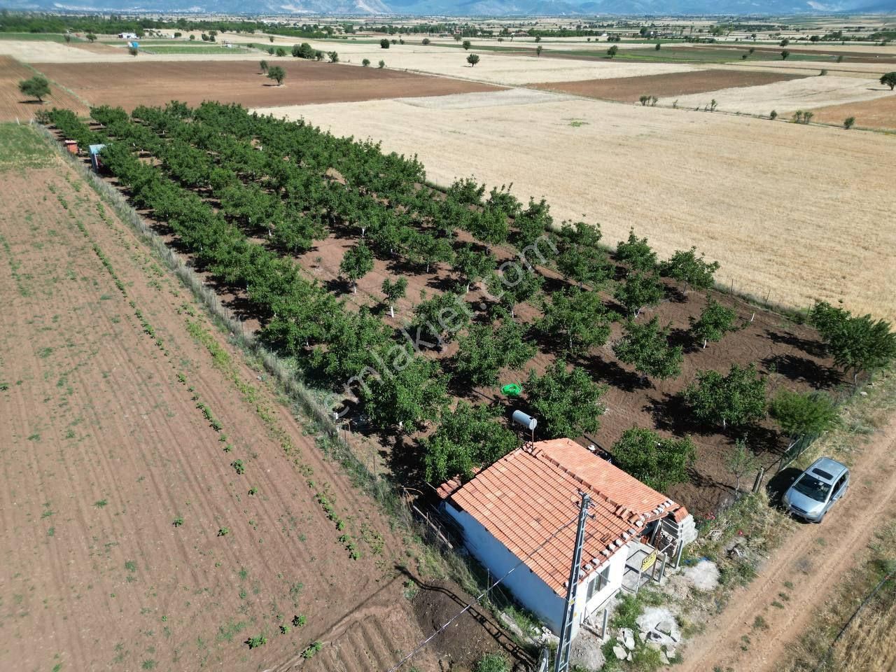 Tavas Karahisar Satılık Bağ & Bahçe Maber'den Denizli Tavas'ta Satılık Ceviz Bahçesi