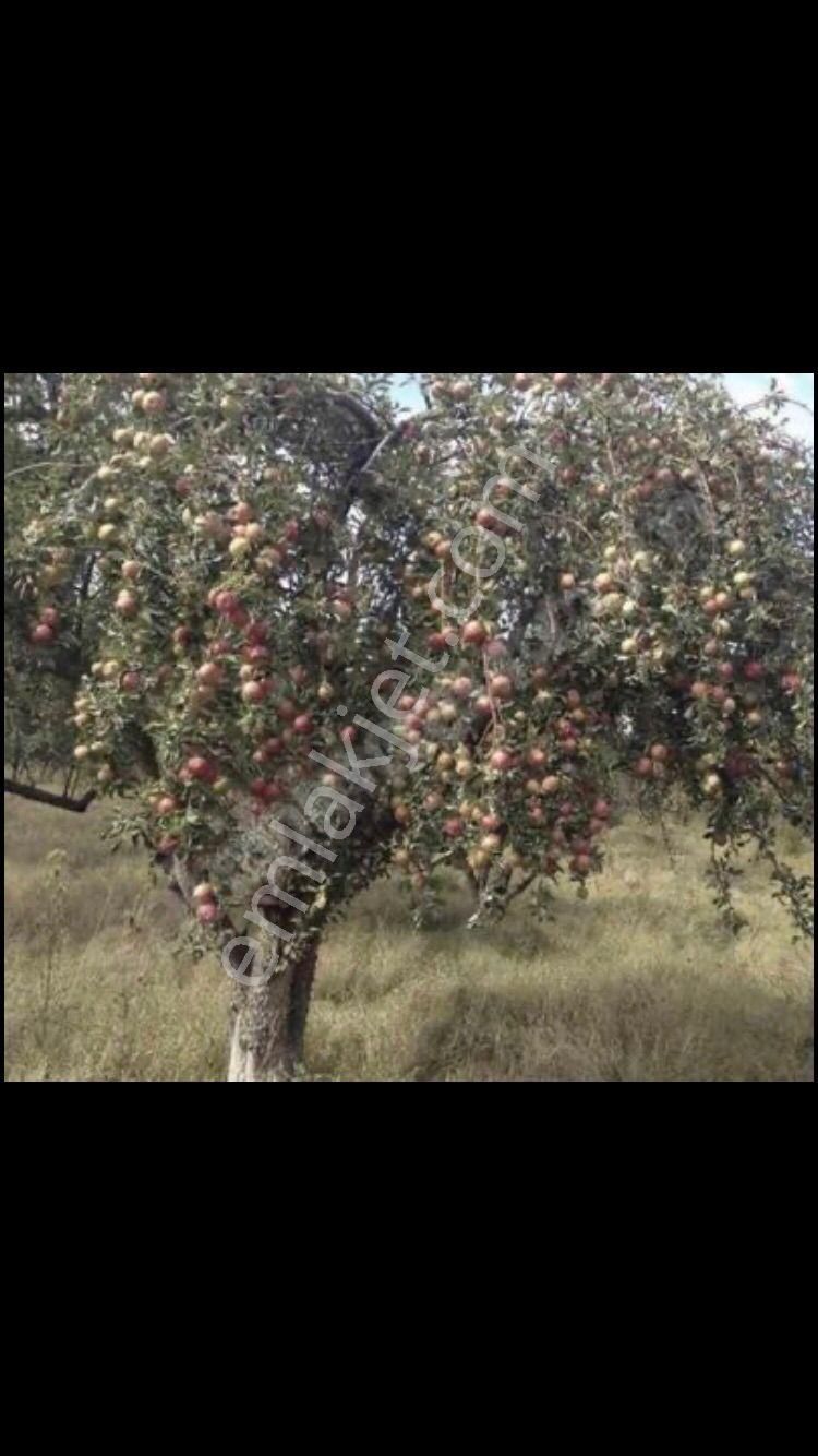 Niğde Merkez Uluağaç Köyü Satılık Bağ & Bahçe Niğde Uluağaç Köyünde 2.5 Dönüm Satlık Bah.e