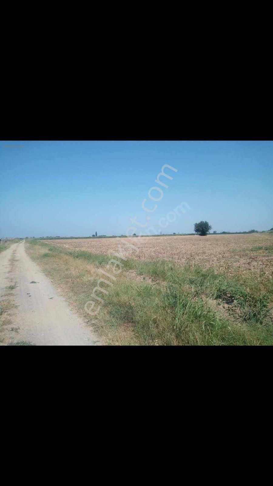 İzmir Dikili Bahçelik Satlık Tarla - Görsel 5