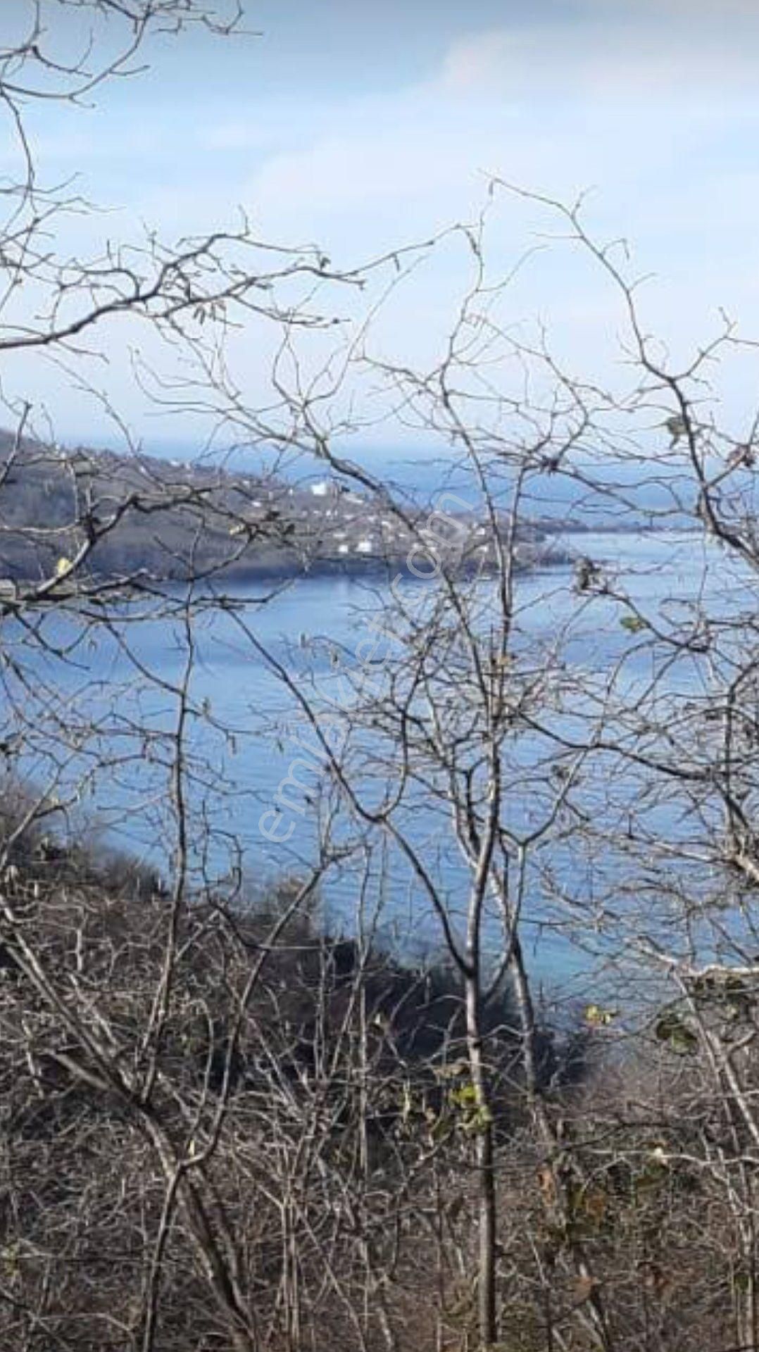 Perşembe Çaytepe Mahallesinde Satılık 4500m2 İmarlı Bahçe - Görsel 8