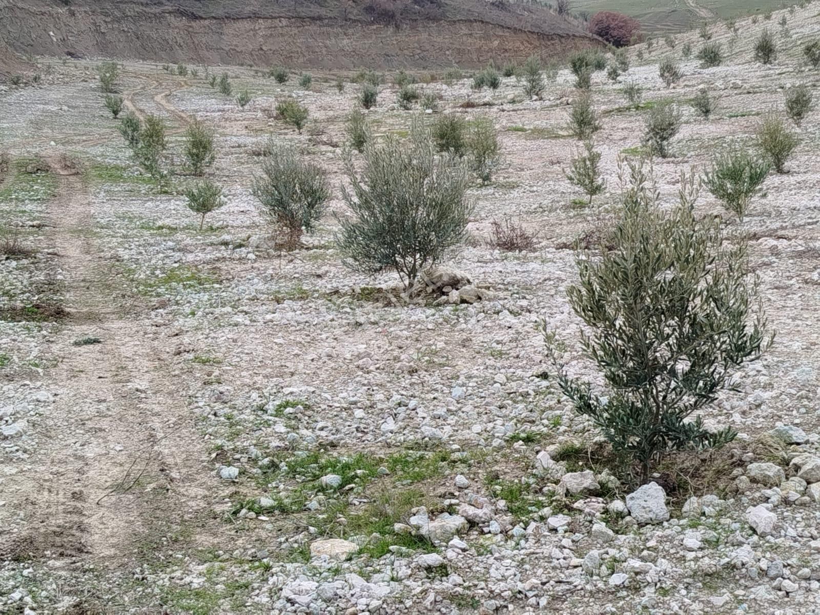 Salihli Mevlutlu Satılık Zeytinlik Manisa Salihli İlçesinde Satılık Zeytinlik