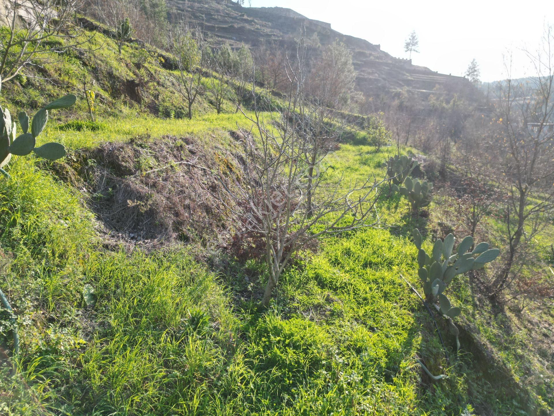 Alanya Sapadere Mahallesinde Hazır Kurulu Düzen Satılık Bahçe Ve Bahçe Evi - Görsel 24