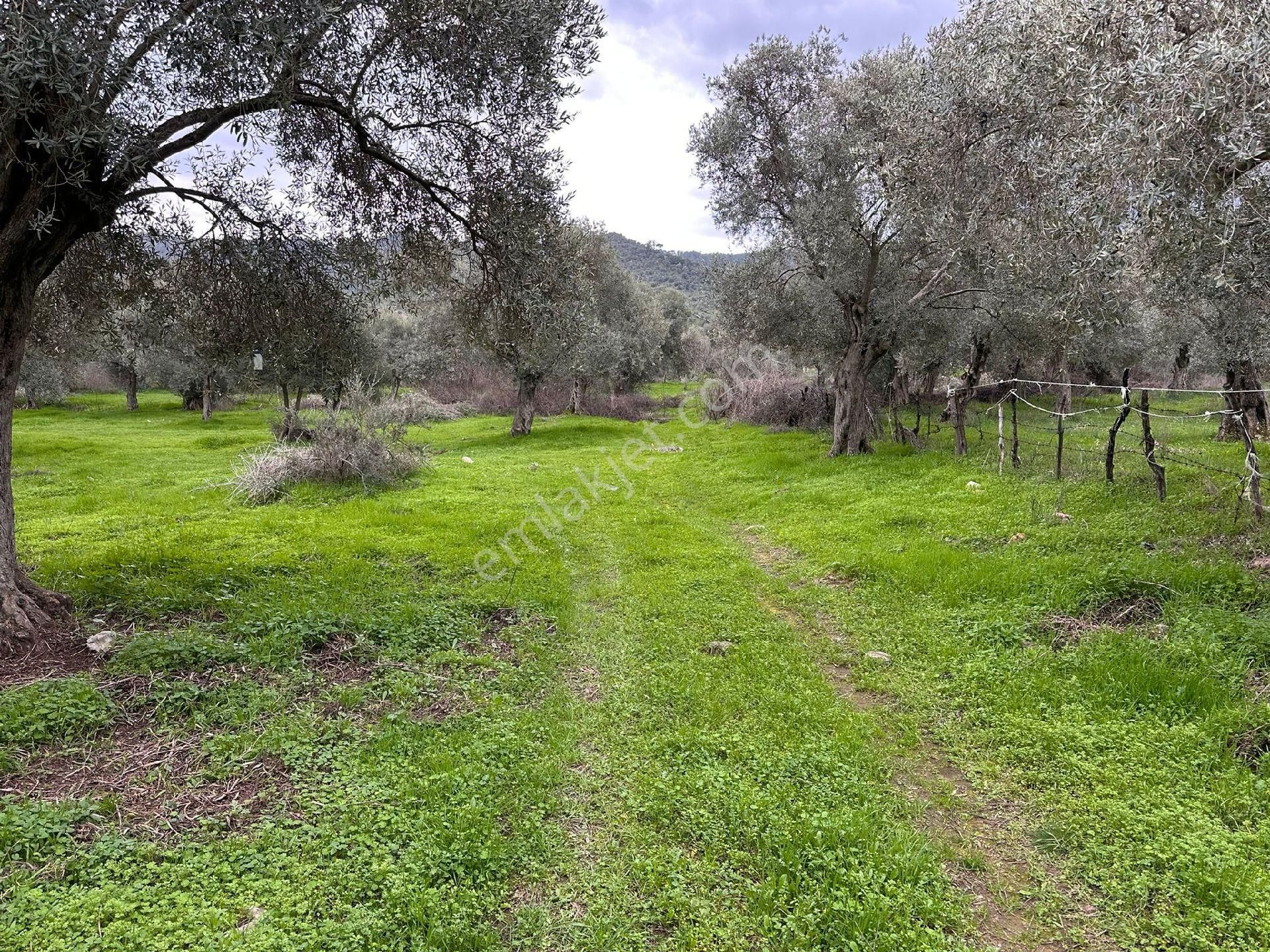 Didim Efeler Satılık Konut İmarlı Caglak Insatan Denız 100m 53 Donum Arsa Mugla Mılas Orende