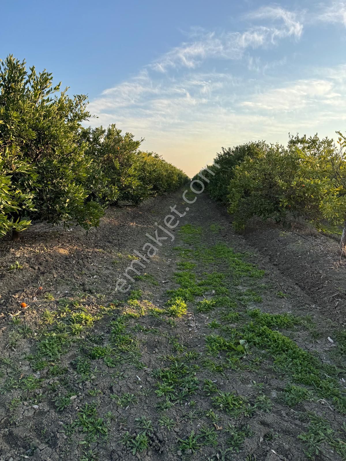 Adana Yüreğir Satılık Bağ & Bahçe Aki Gayrimenkul Den Yüreğir İnnaplı (yukarıçiçekli) 50,865m2 Mandalina Bahçesi Takas Olur