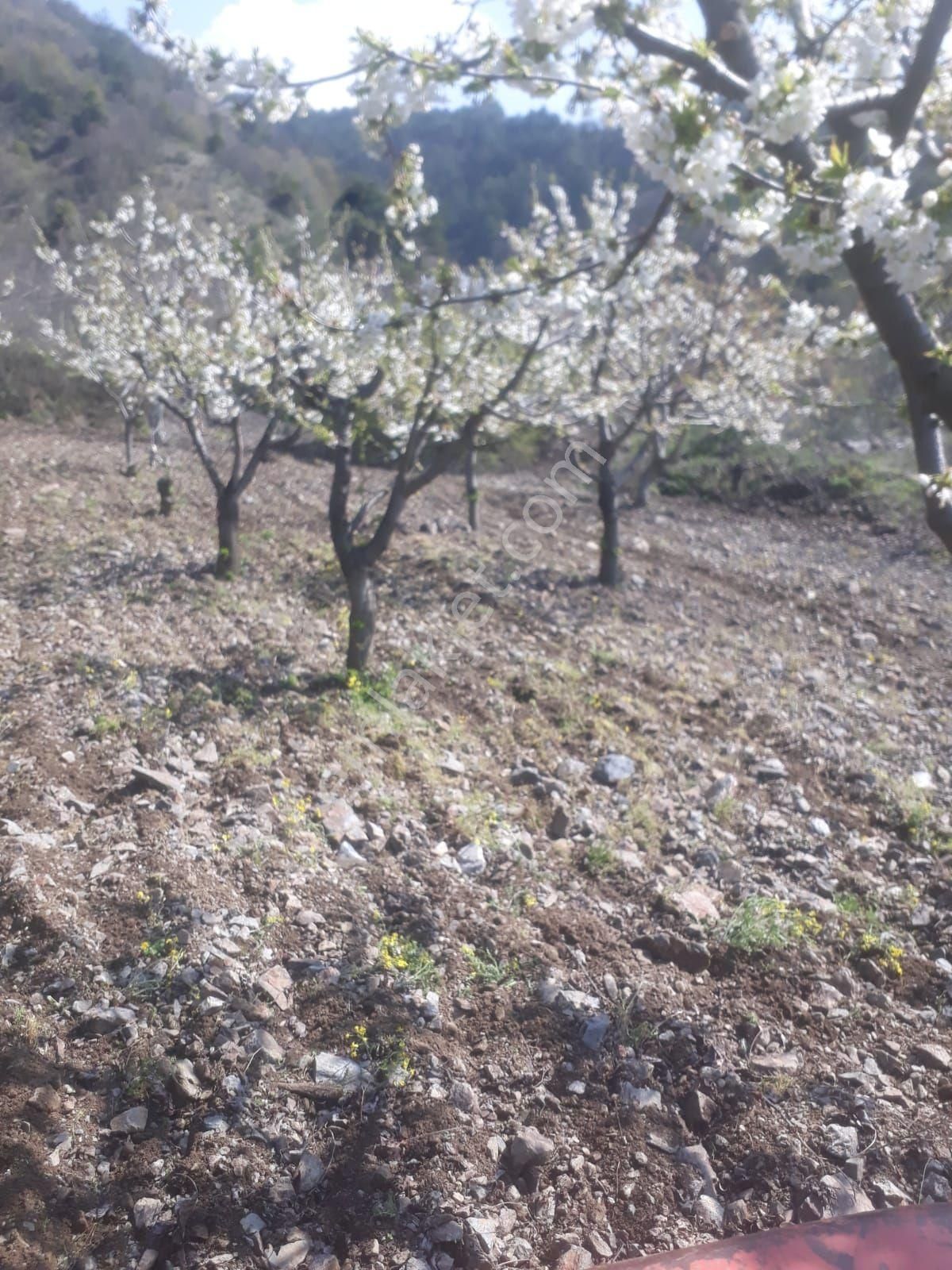 İnhisar Tozman Köyü Satılık Bağ & Bahçe 🍒 Kelepir Kirazlık Tozman Köyünde